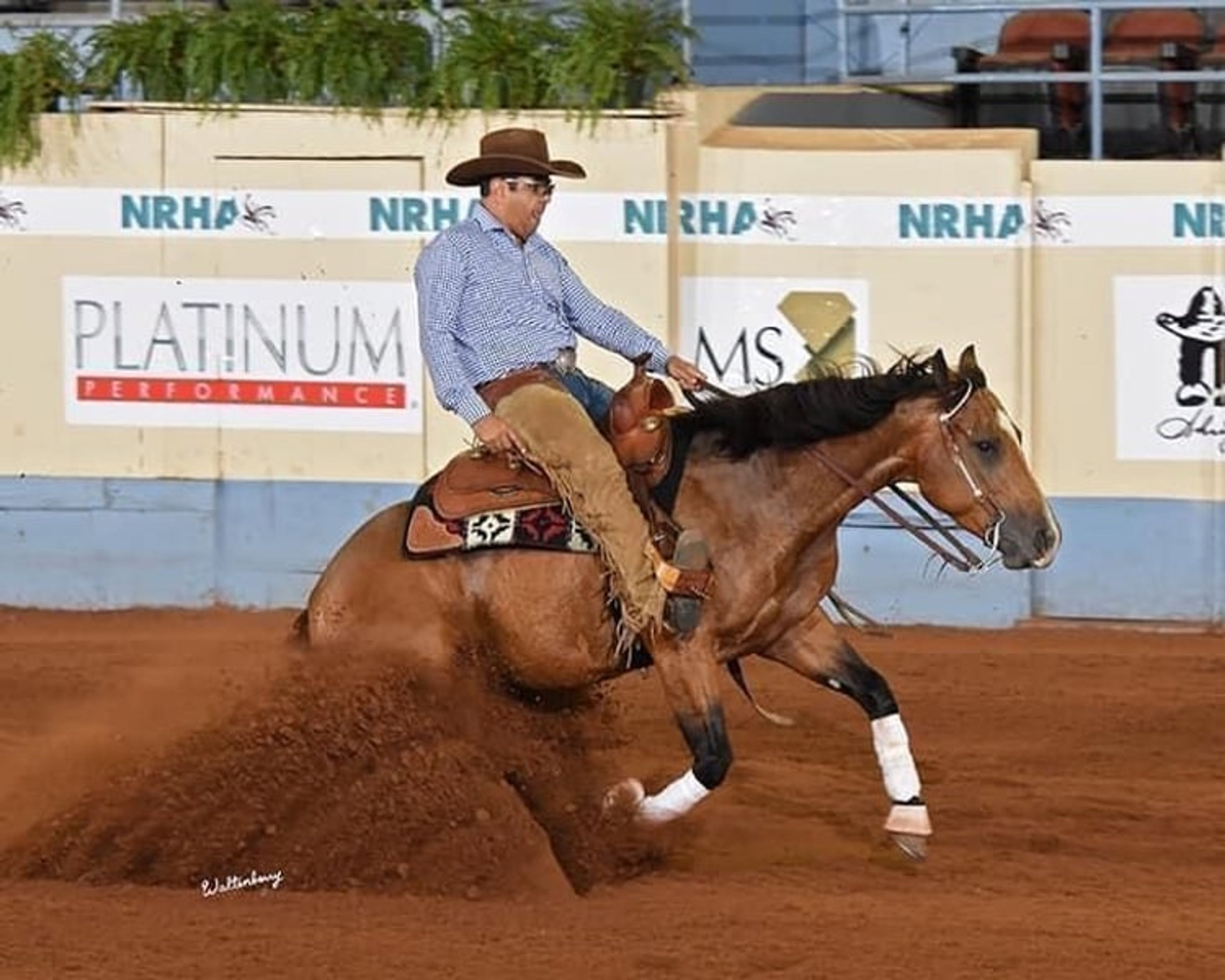 Wonderful Quarter Horse broodmare with a great temperament. - Image 8