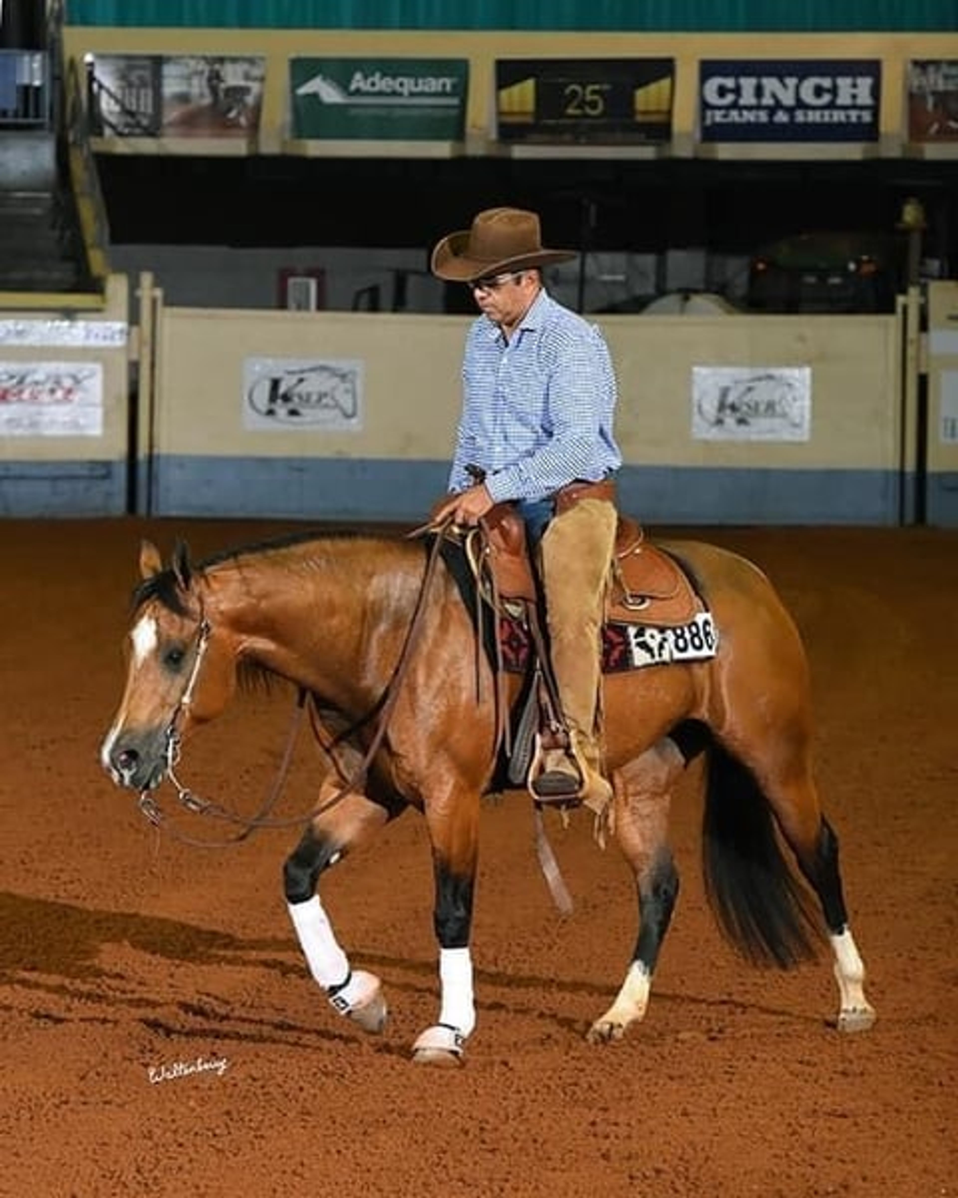 Wonderful Quarter Horse broodmare with a great temperament. - Image 9