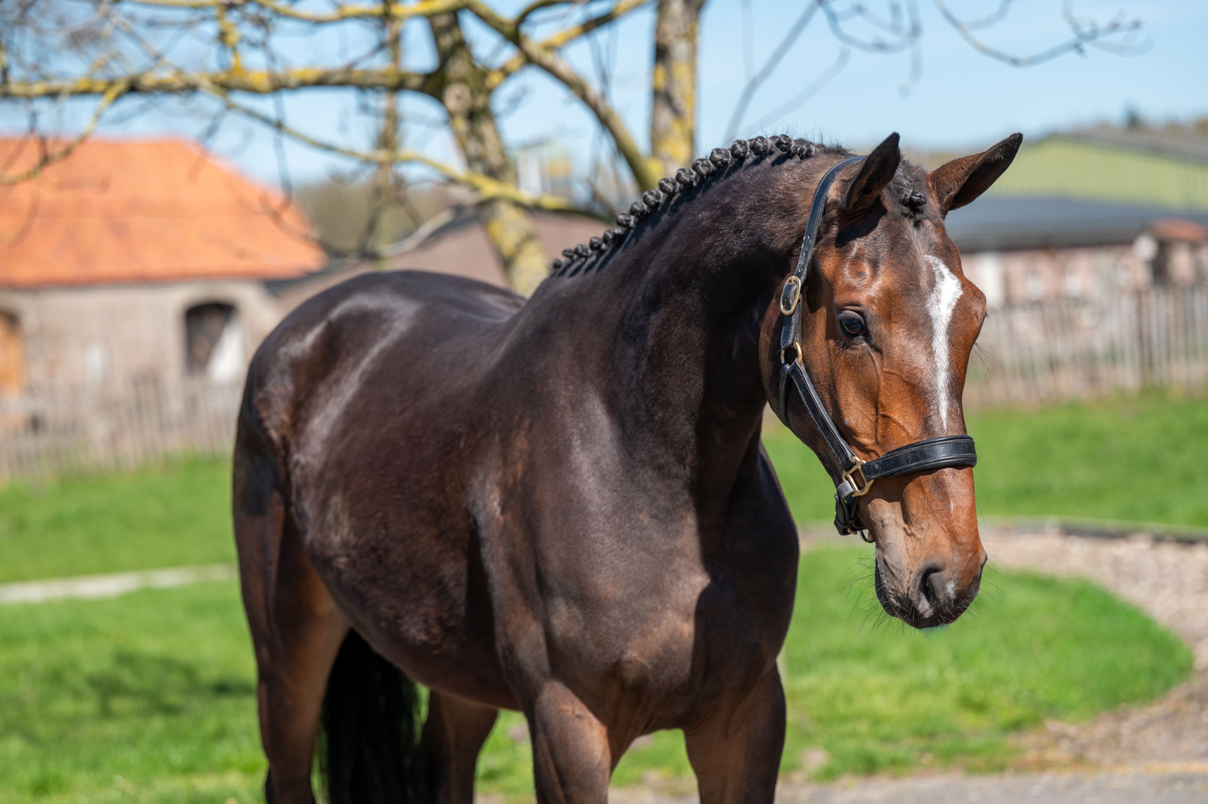 Coberlina Tivoli Z (CHAUDFONTAINE JL Z x TWISTER DE LA POMME) - Image 3