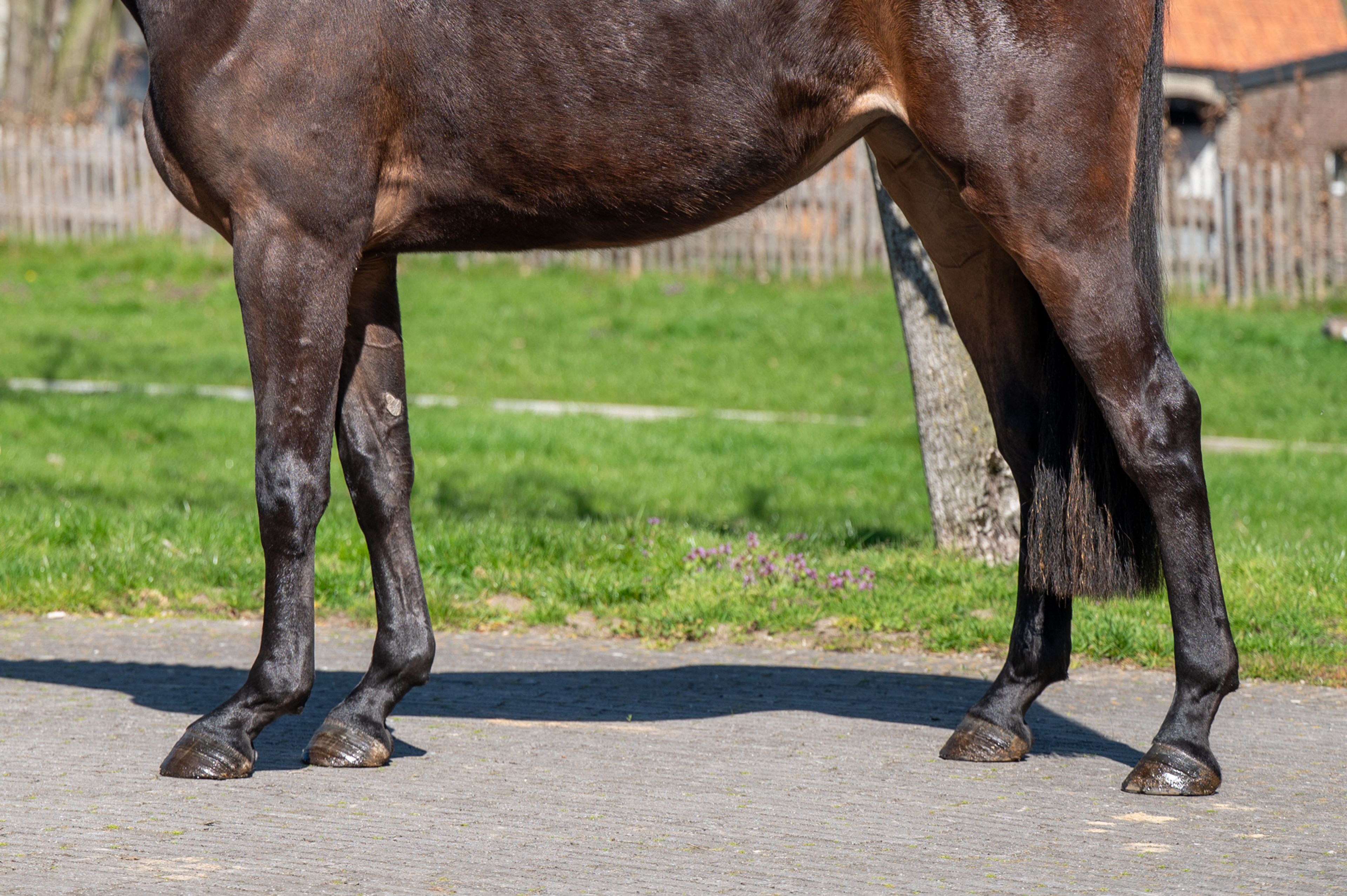 Coberlina Tivoli Z (CHAUDFONTAINE JL Z x TWISTER DE LA POMME) - Image 7