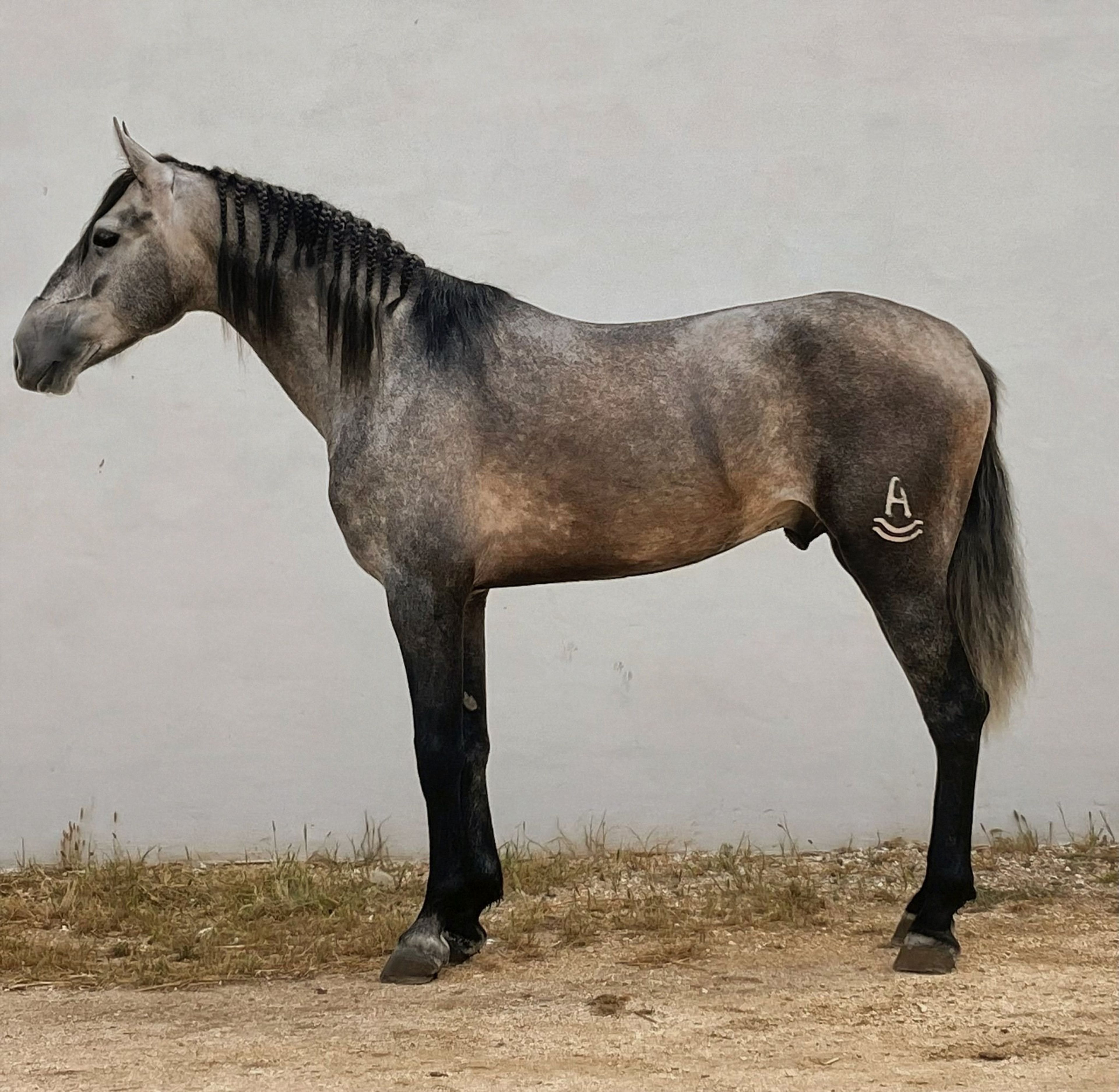 Adonis - Image 1