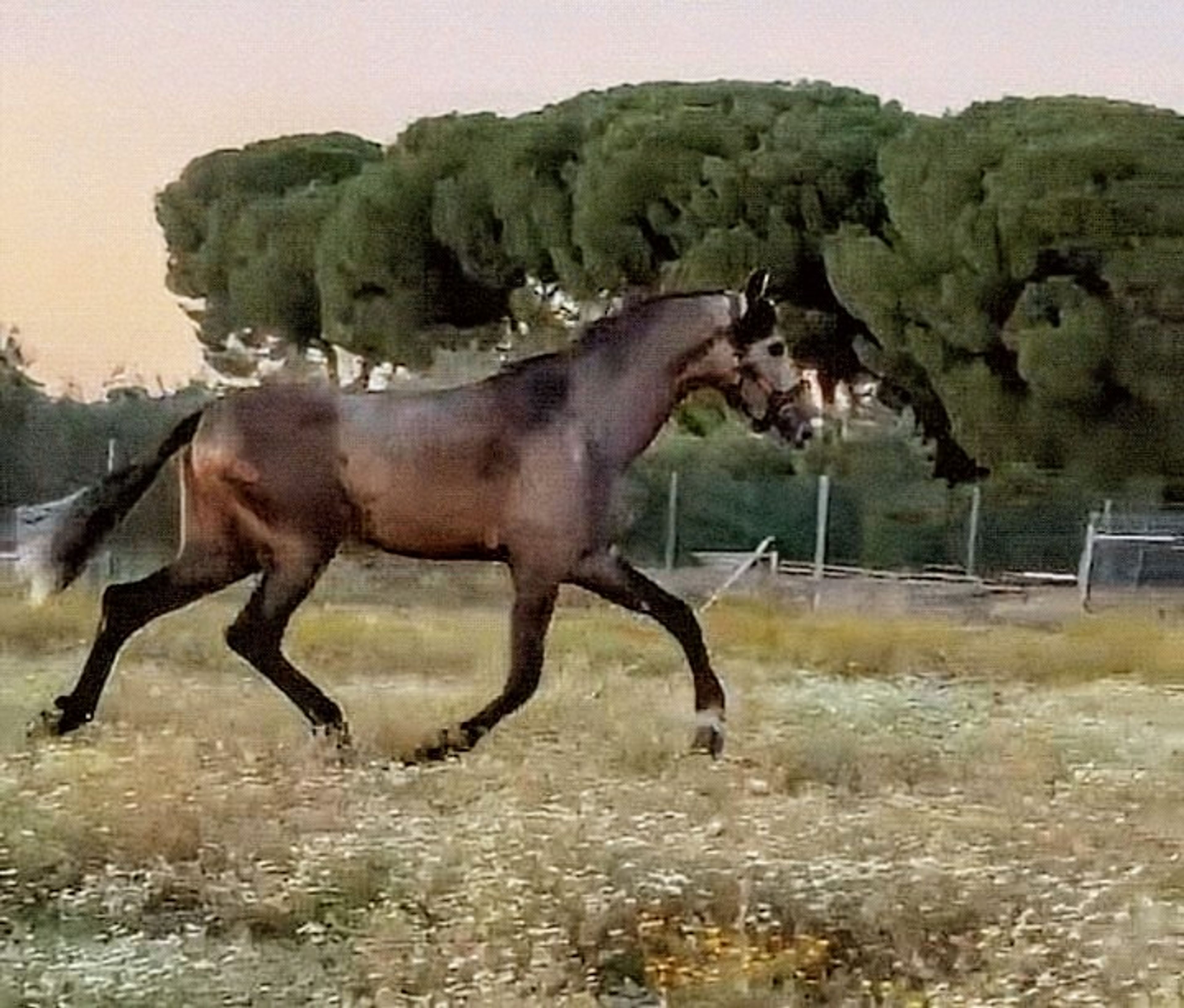 Adonis - Image 2