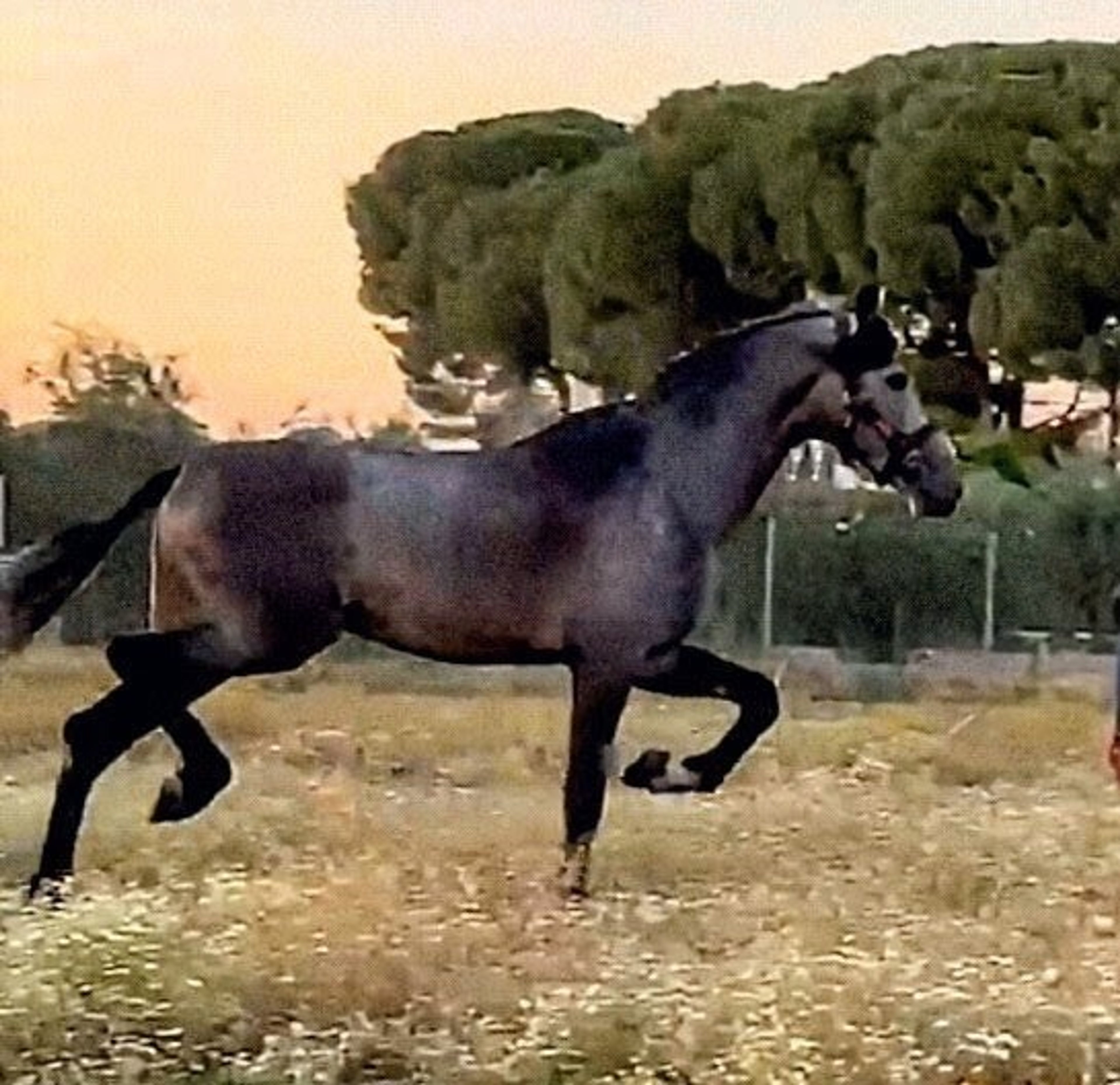 Adonis - Image 4