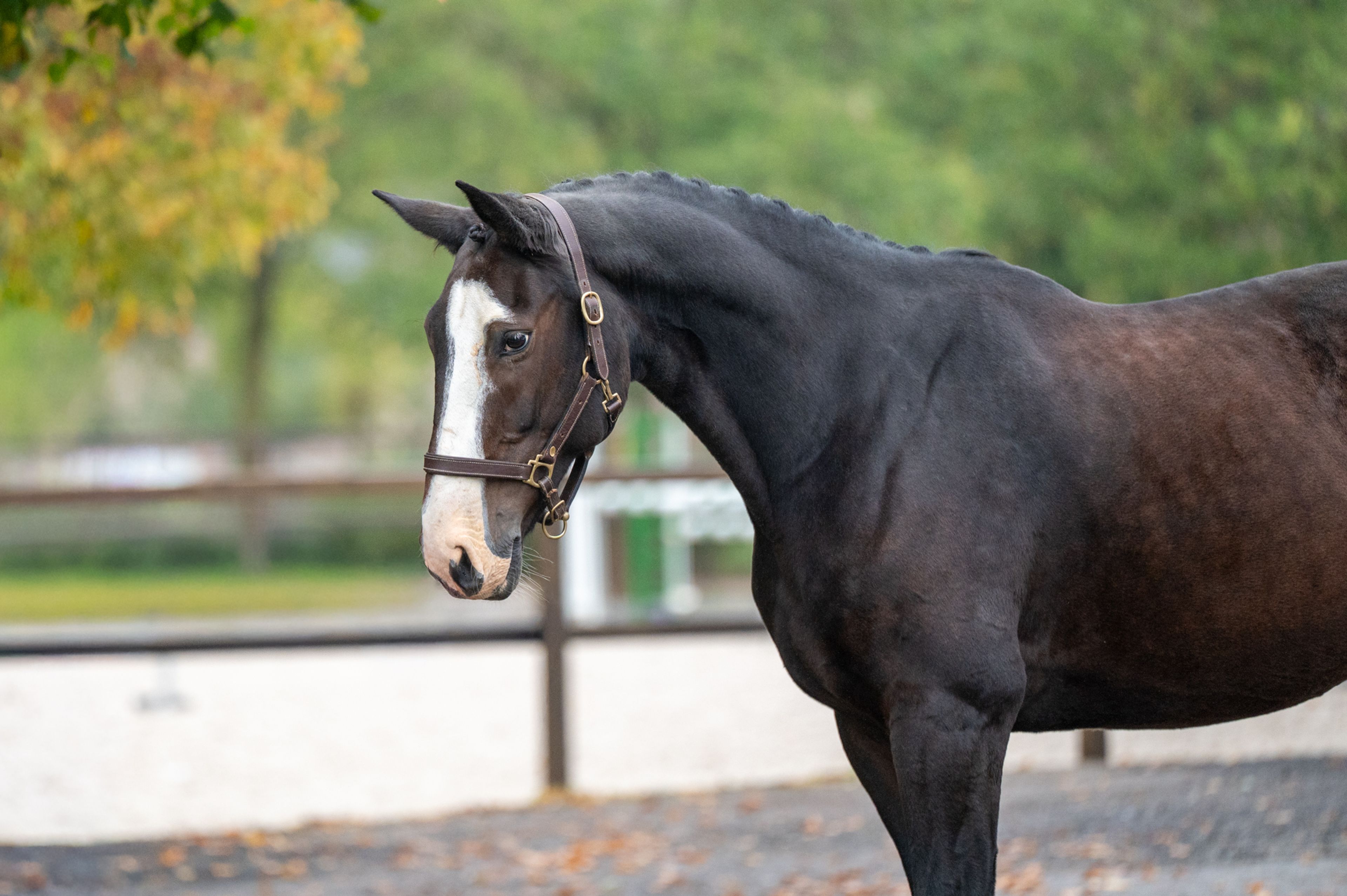 Pilniria Z ☆ (PILGRIM x BURGRAAF) - Image 9