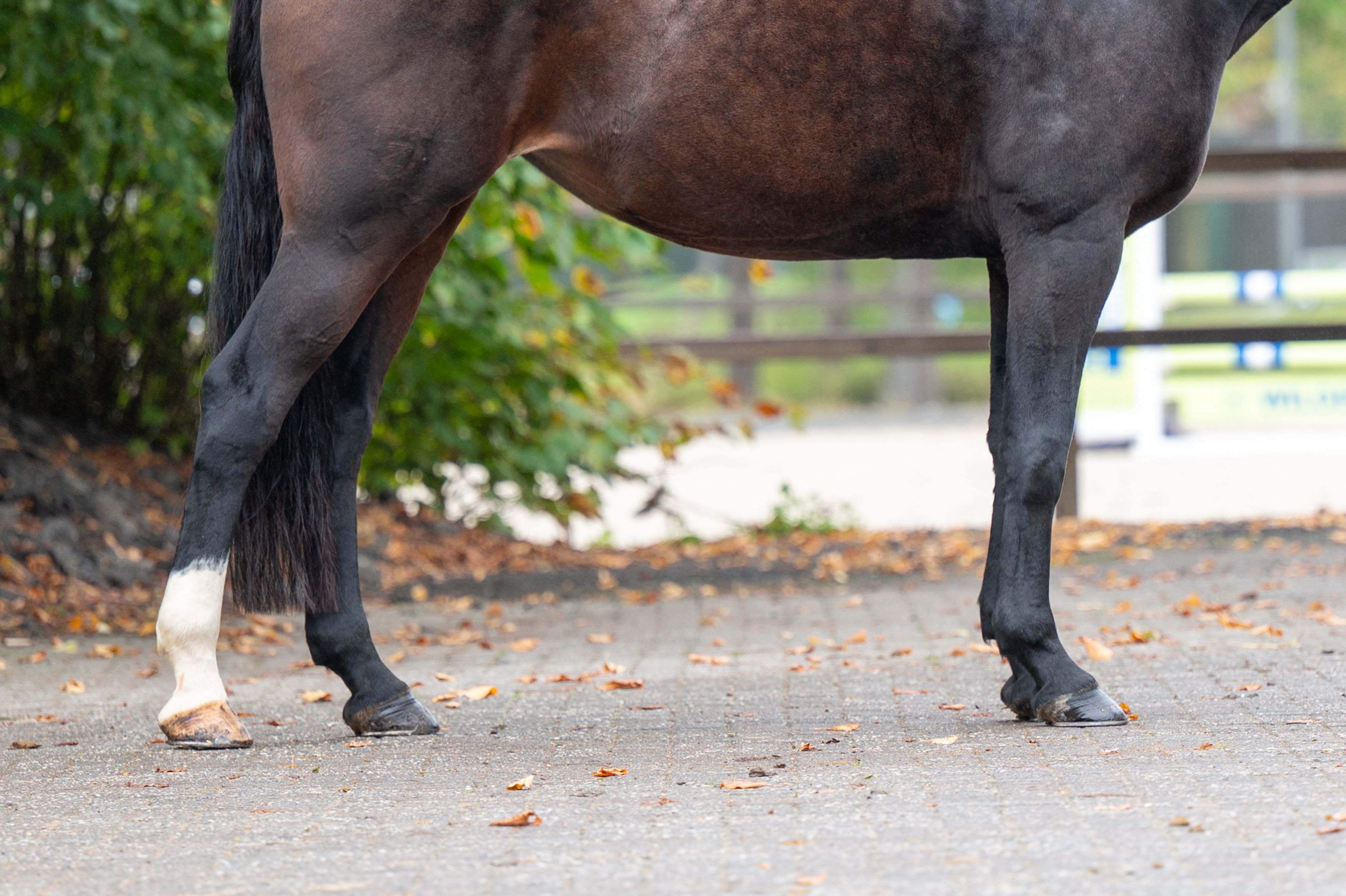 Pilniria Z ☆ (PILGRIM x BURGRAAF) - Image 15