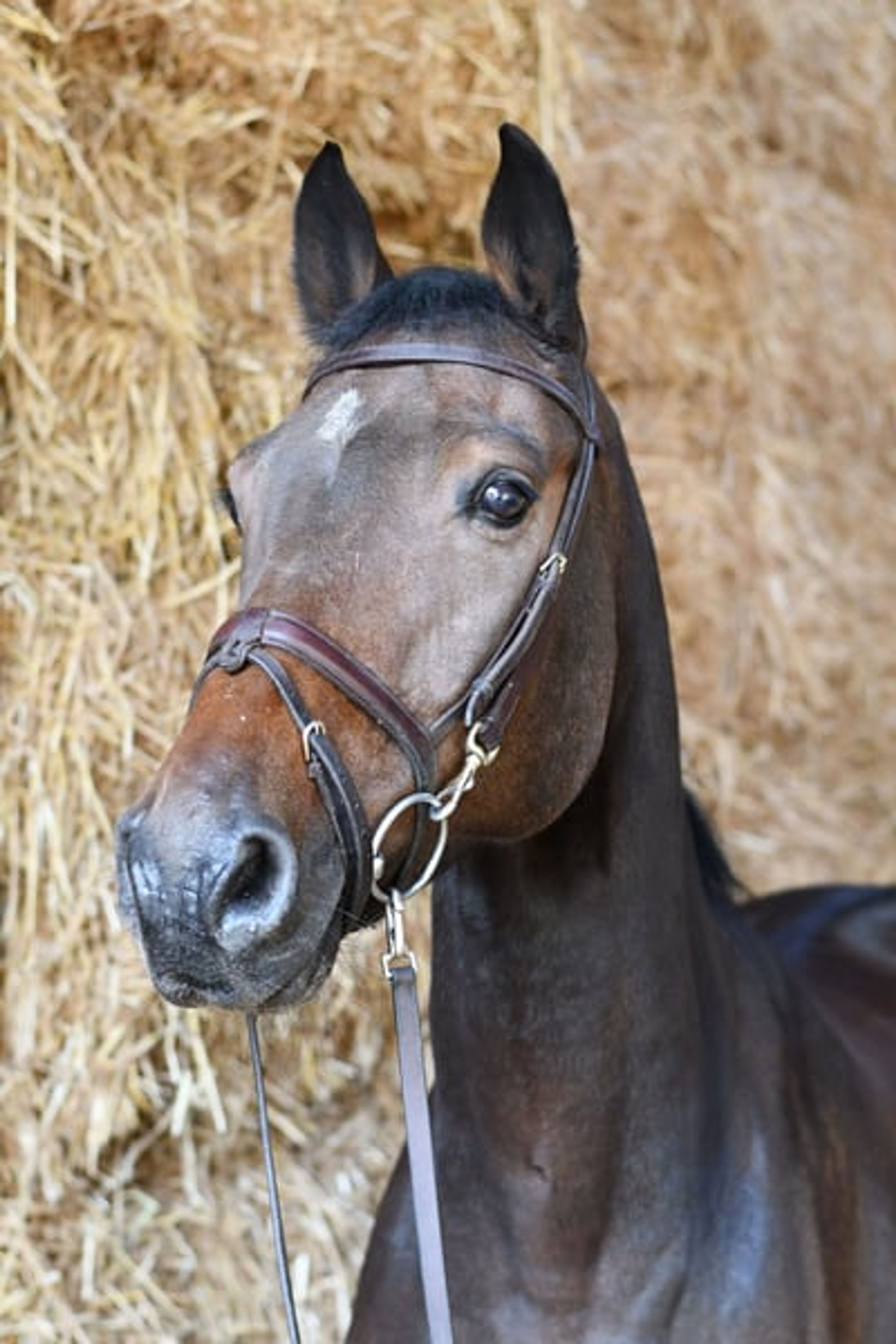 Stunning show jumper looking for a new home