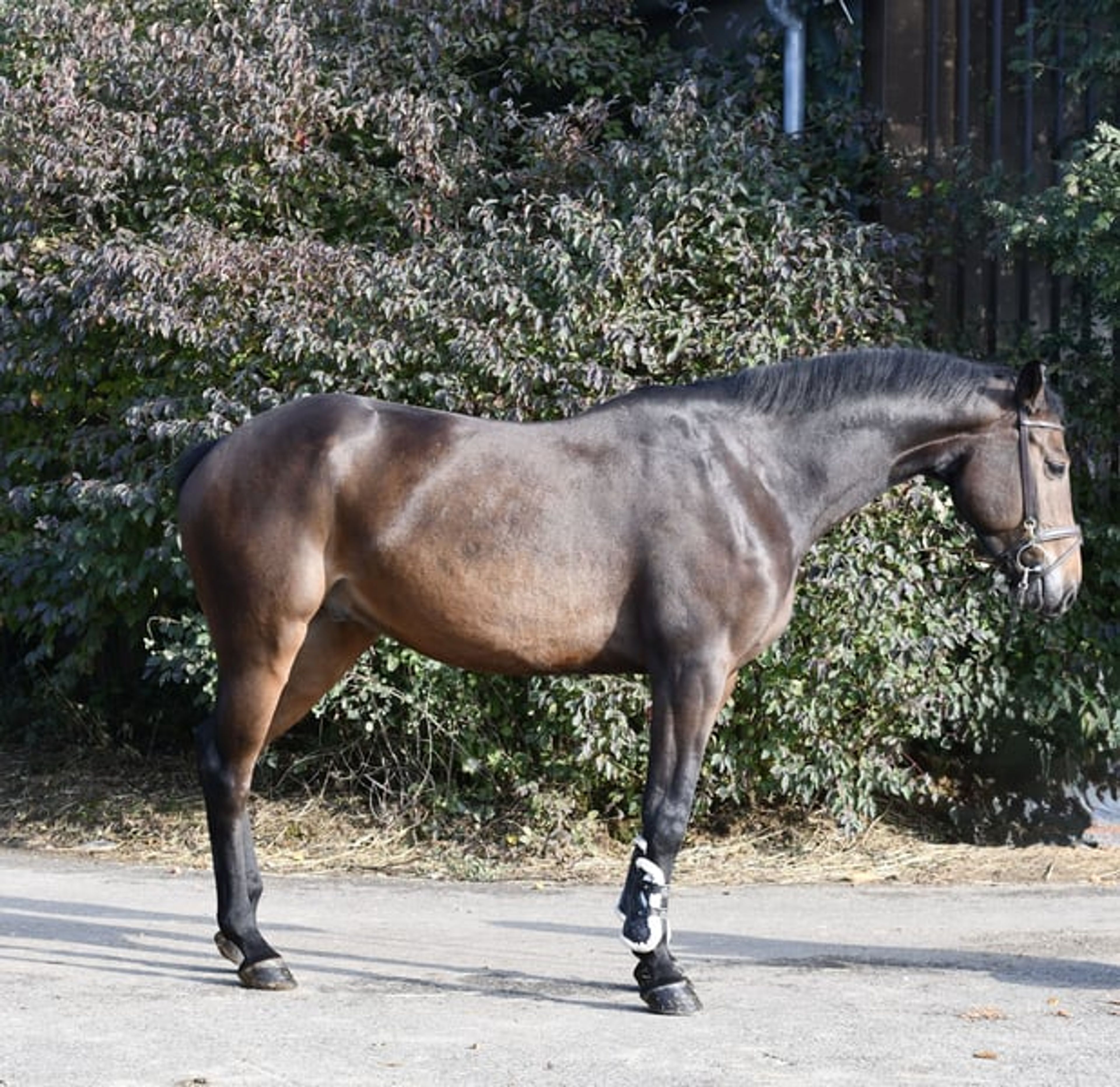 Stunning show jumper looking for a new home - Image 2