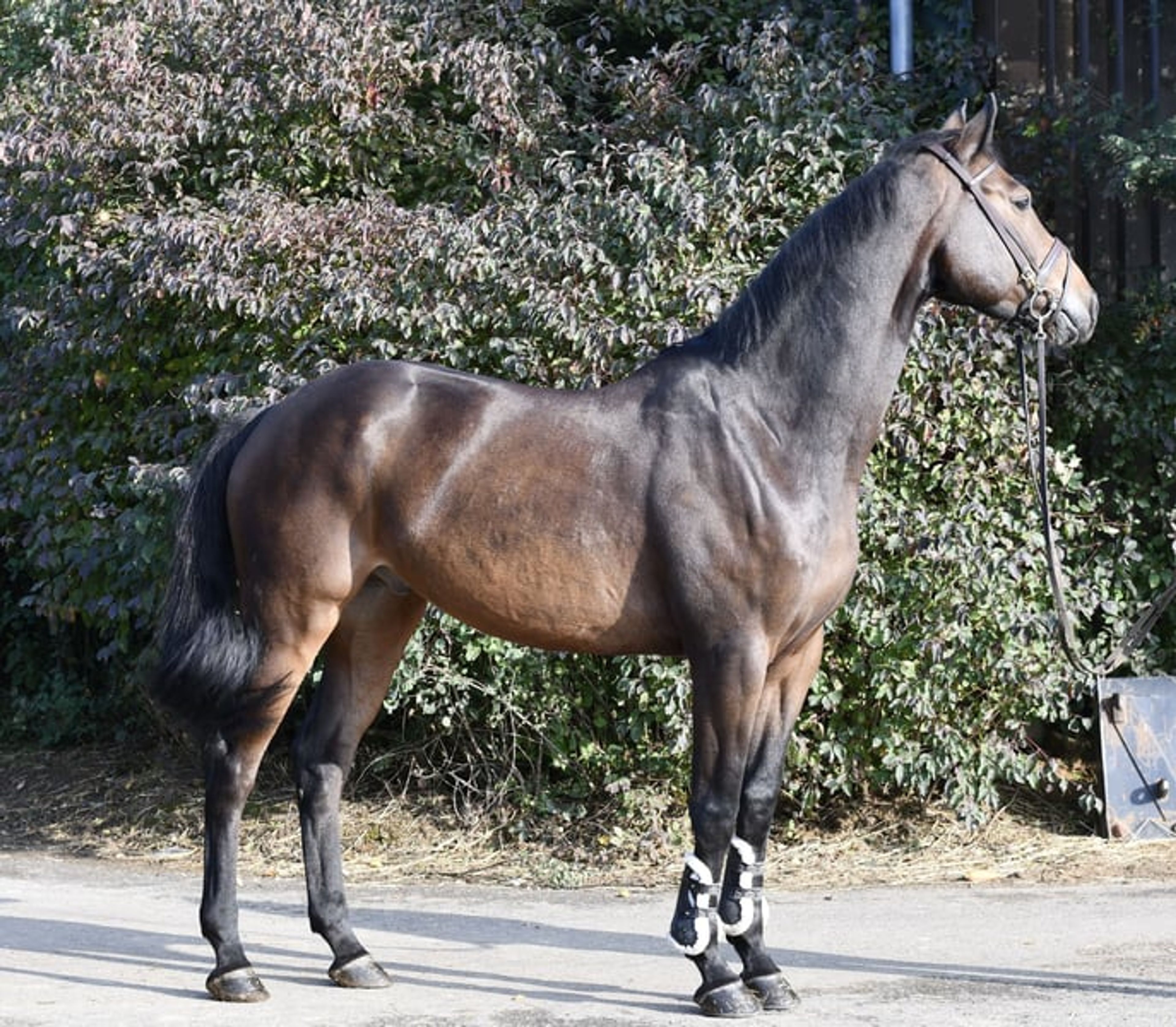 Stunning show jumper looking for a new home - Image 3
