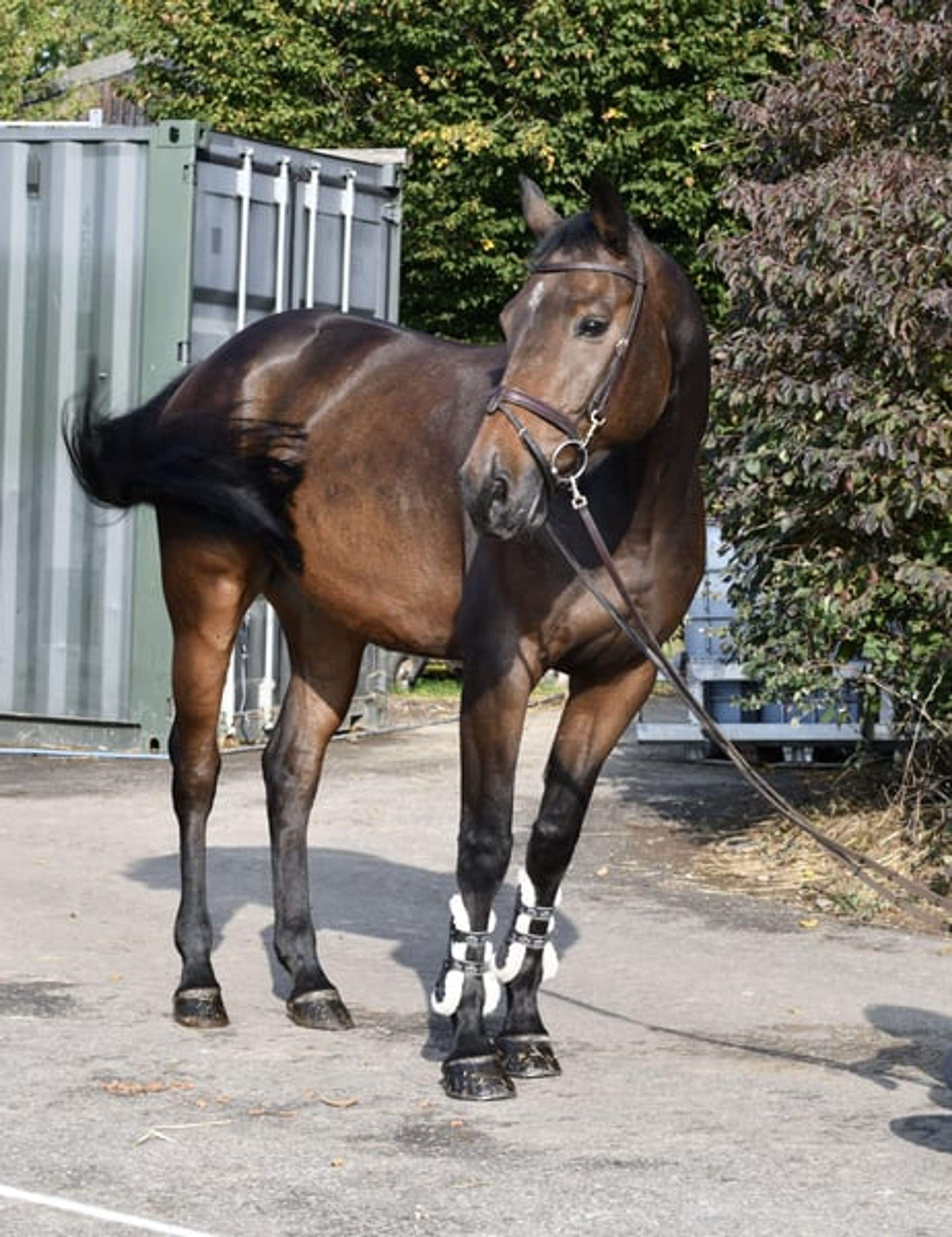 Stunning show jumper looking for a new home - Image 4