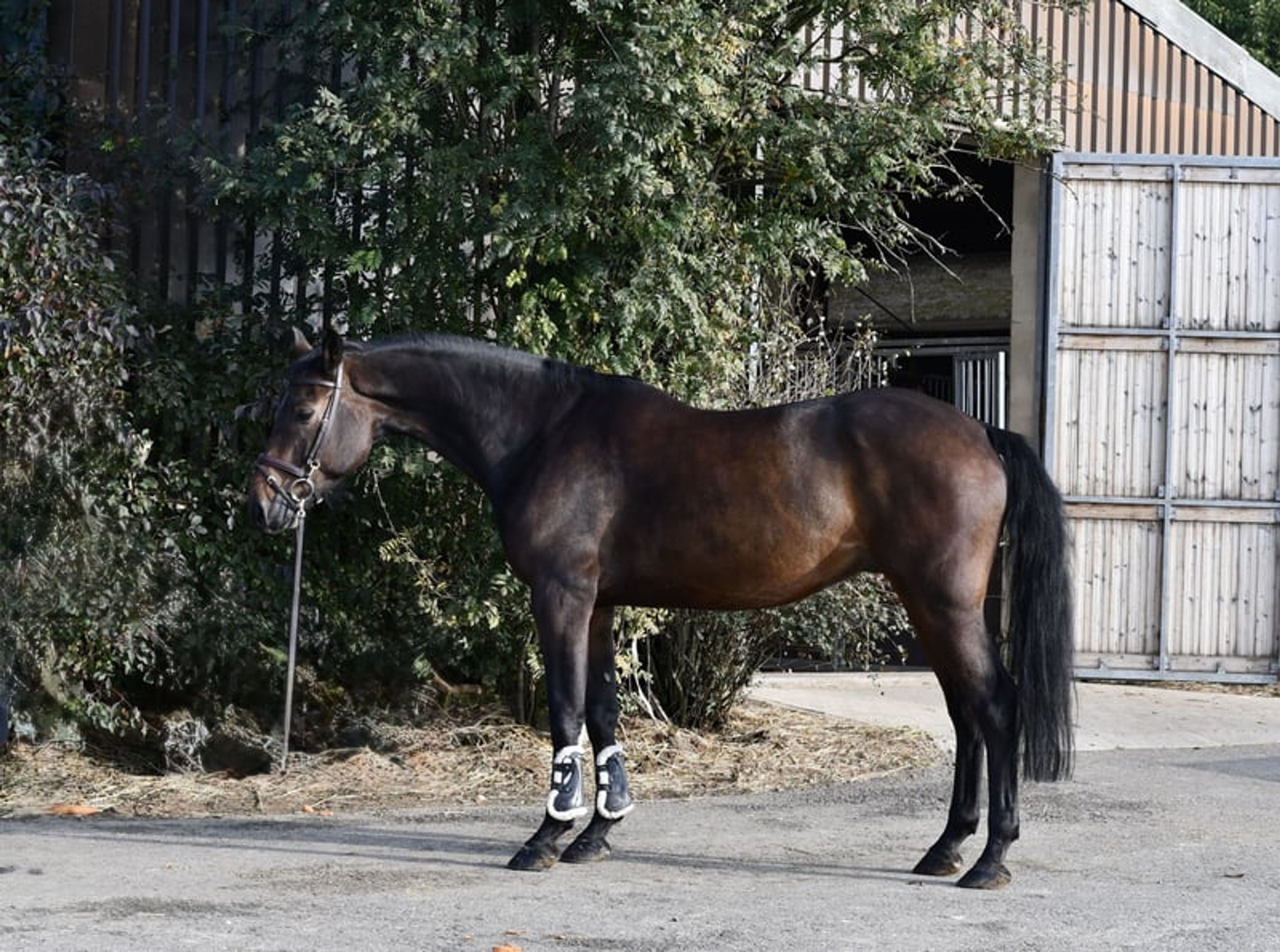 Stunning show jumper looking for a new home - Image 5