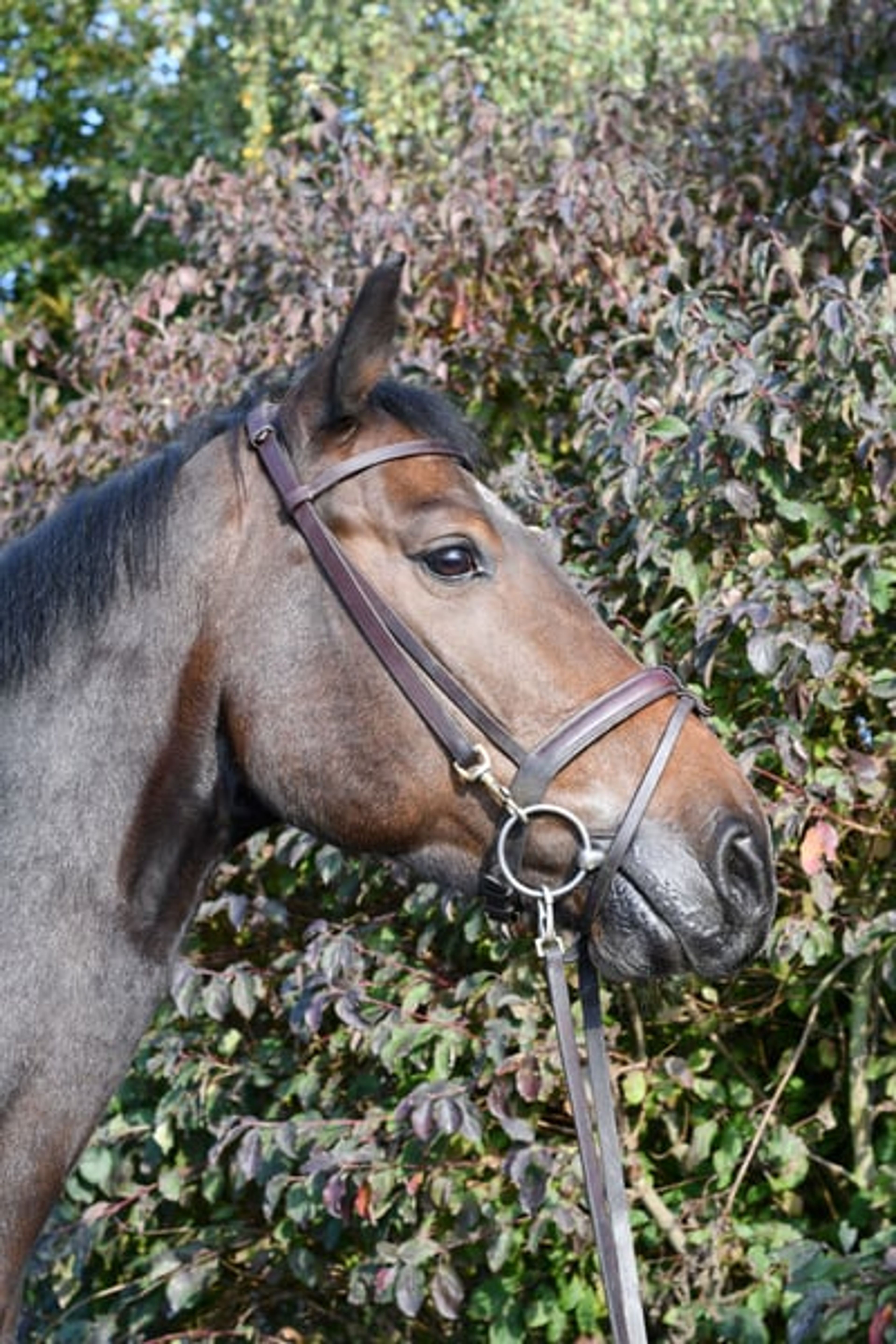 Stunning show jumper looking for a new home - Image 6