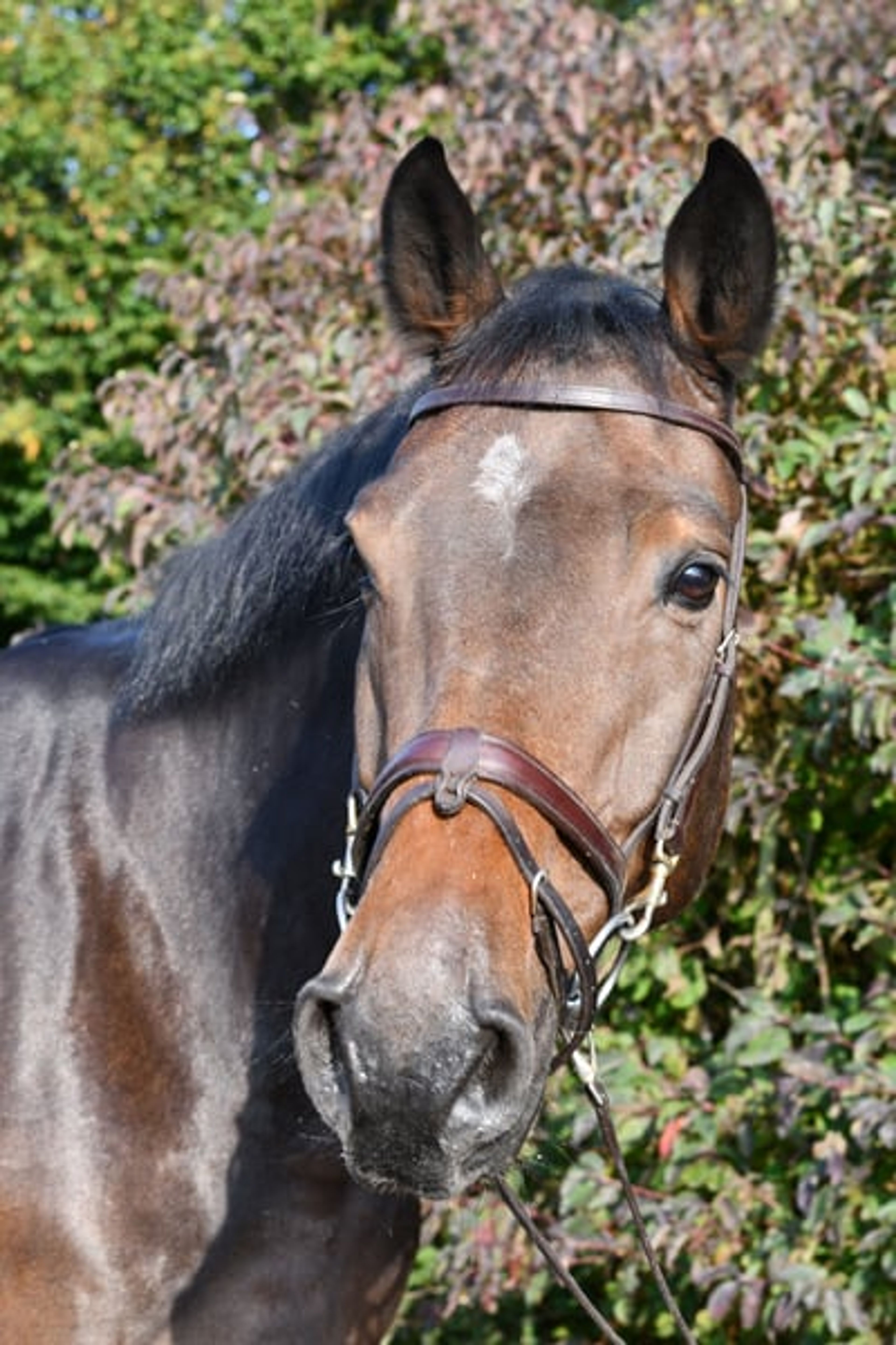 Stunning show jumper looking for a new home - Image 7