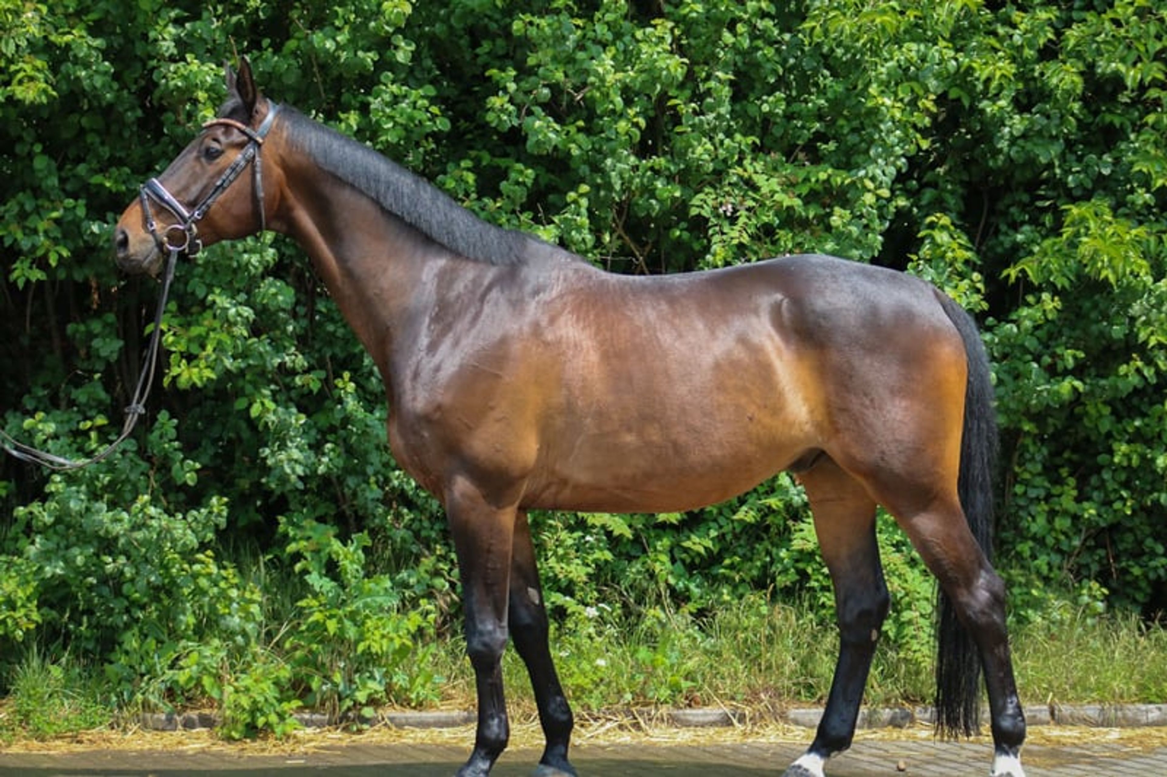 Trakehner gelding with the wow factor