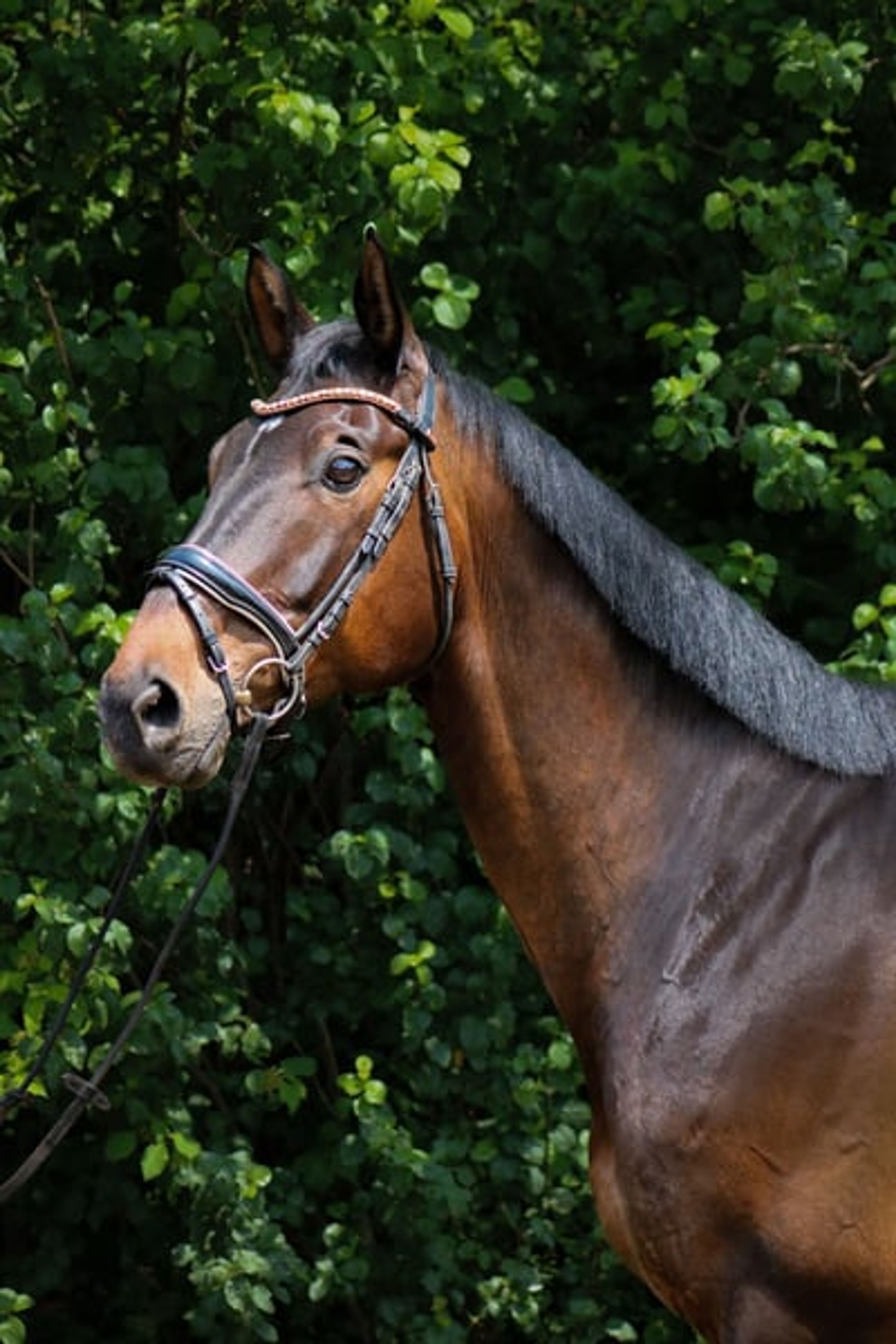 Trakehner gelding with the wow factor - Image 2