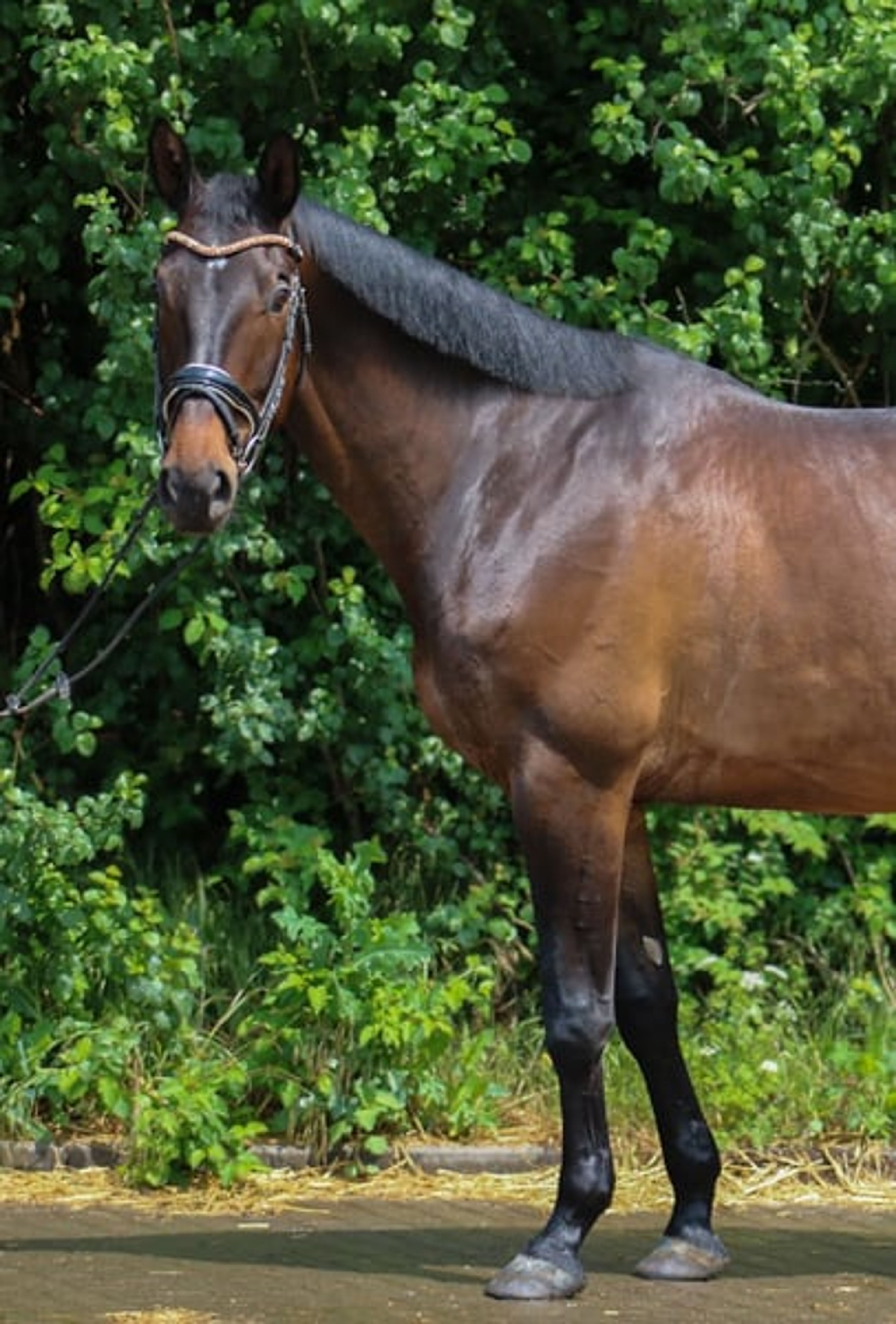 Trakehner gelding with the wow factor - Image 3