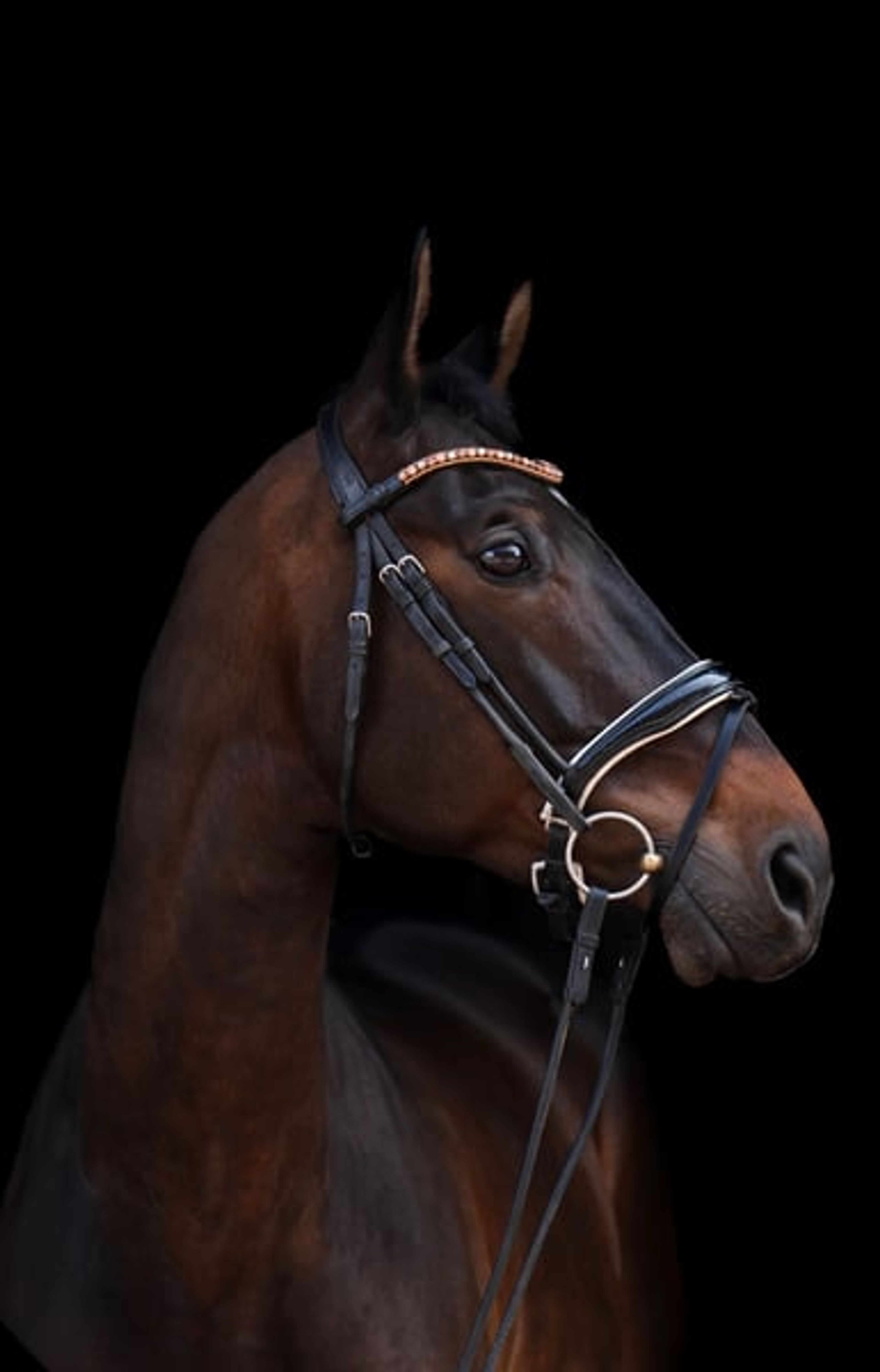 Trakehner gelding with the wow factor - Image 4