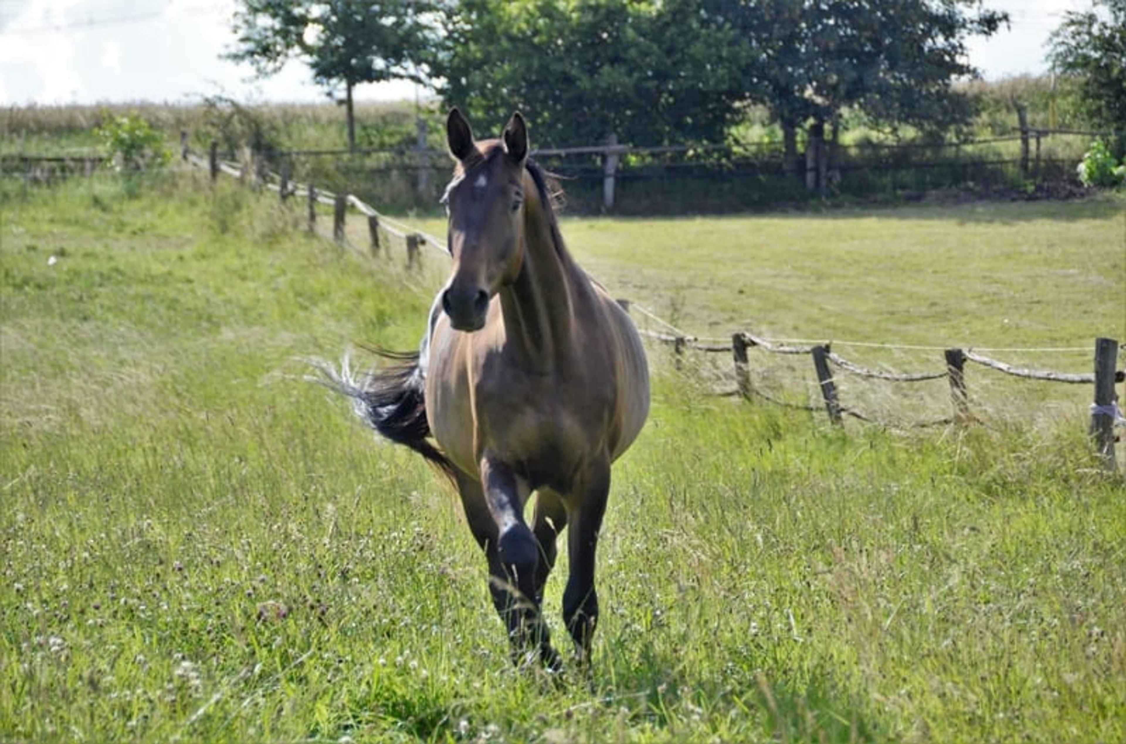 Trakehner gelding with the wow factor - Image 5