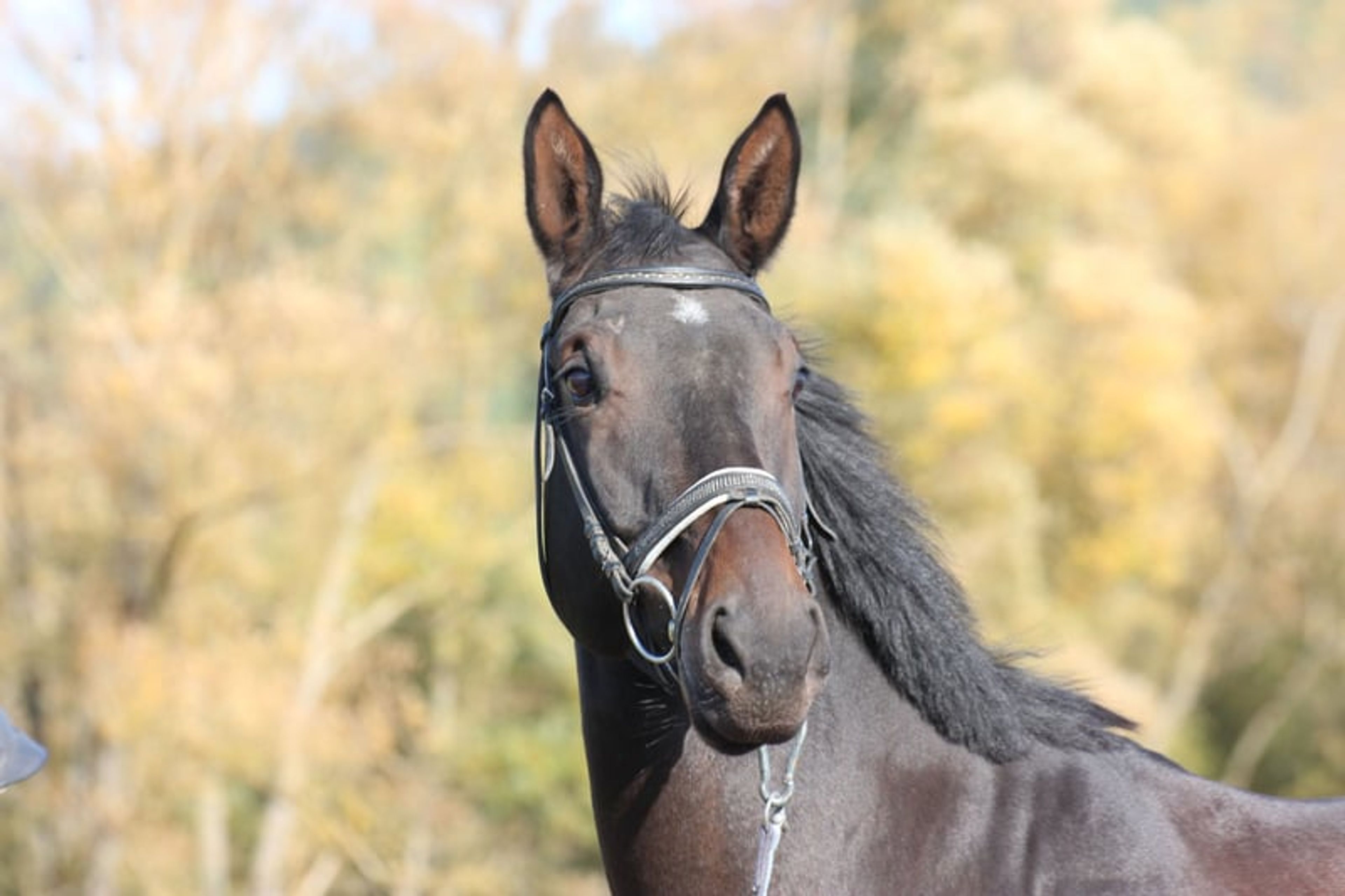 Trakehner gelding with the wow factor - Image 6