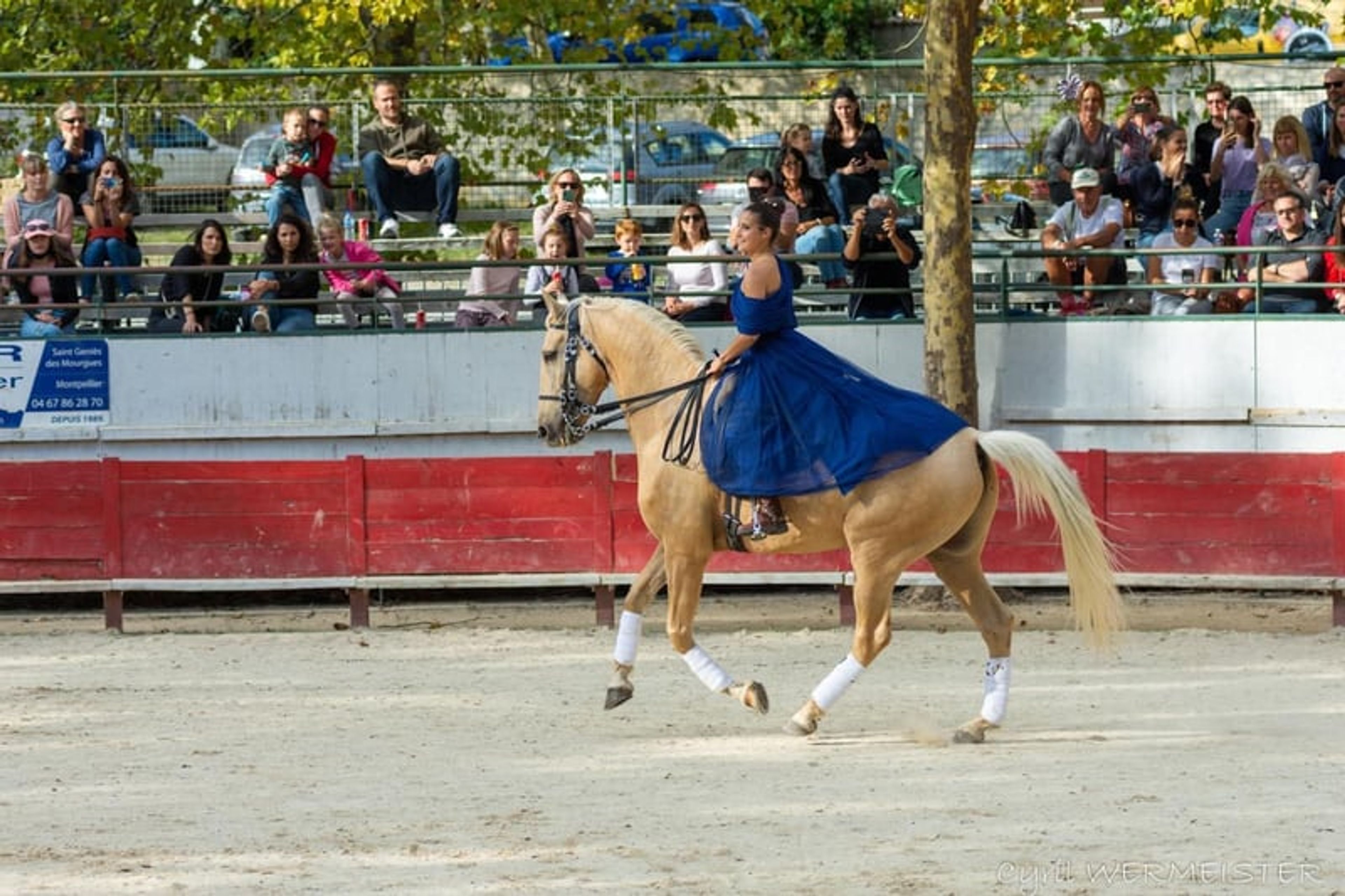 Amazing horse – a true GEM for show jumping, eventing, dressage, and more - Image 7