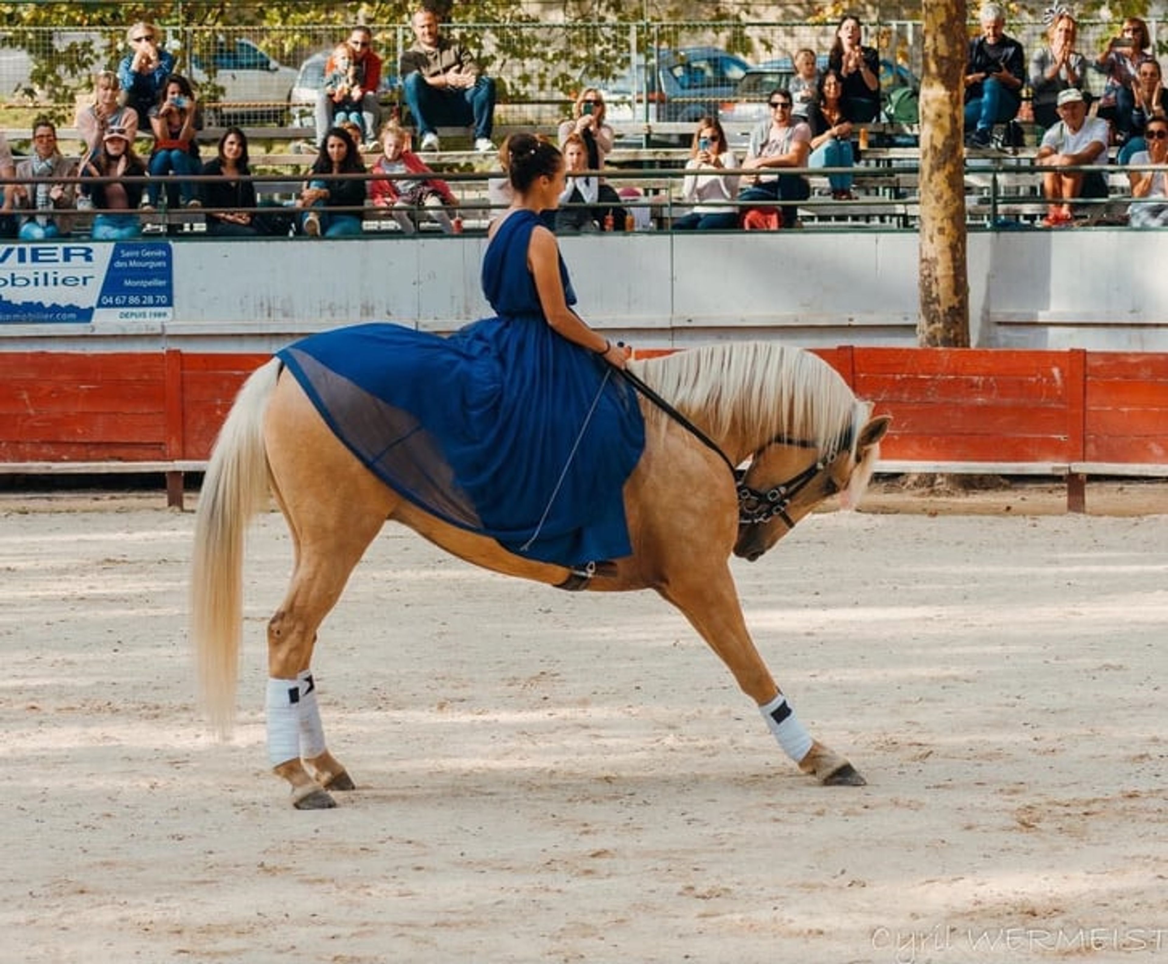 Amazing horse – a true GEM for show jumping, eventing, dressage, and more - Image 8