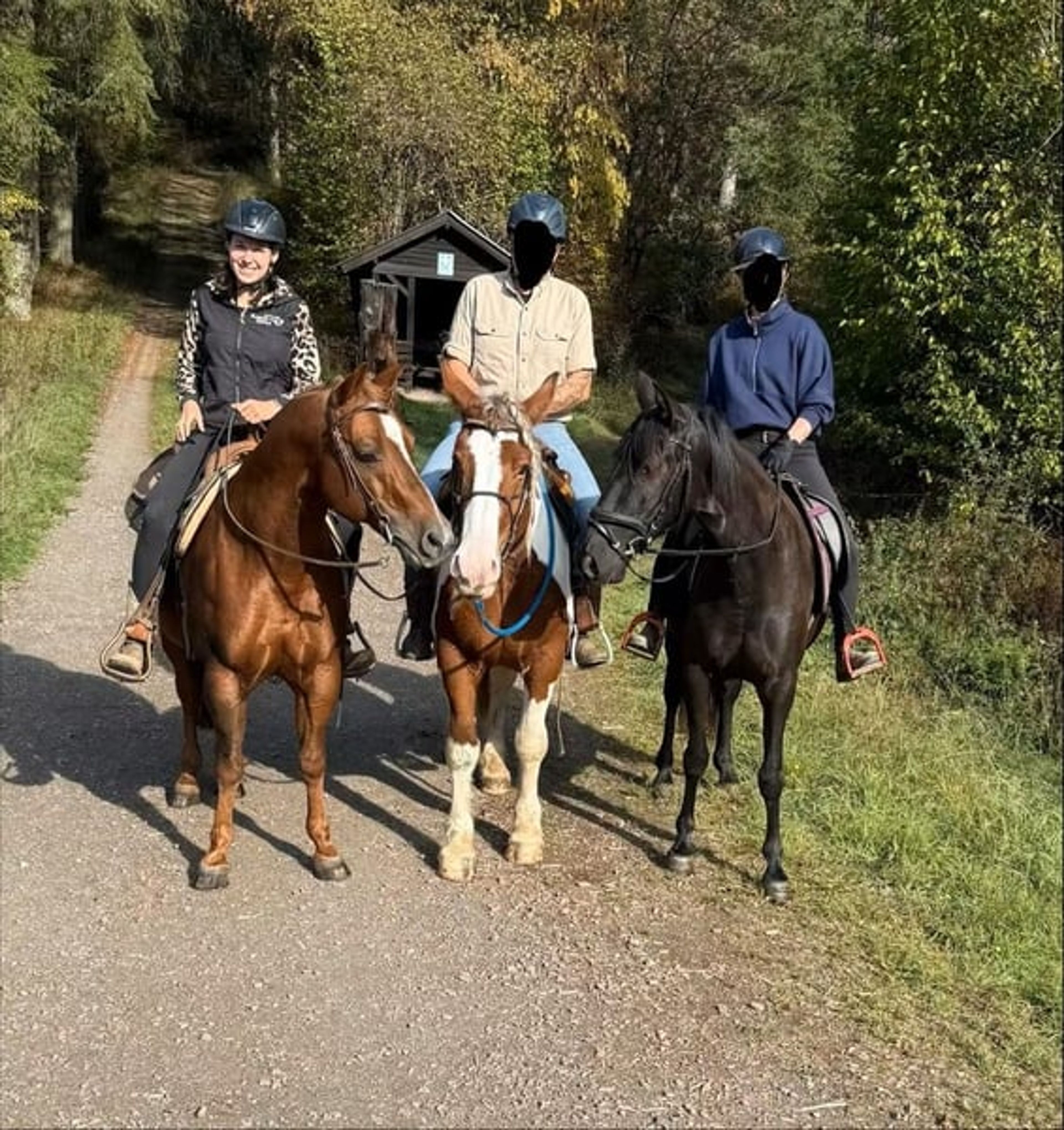Excellent reliable leisure horse – a relaxed, versatile gelding