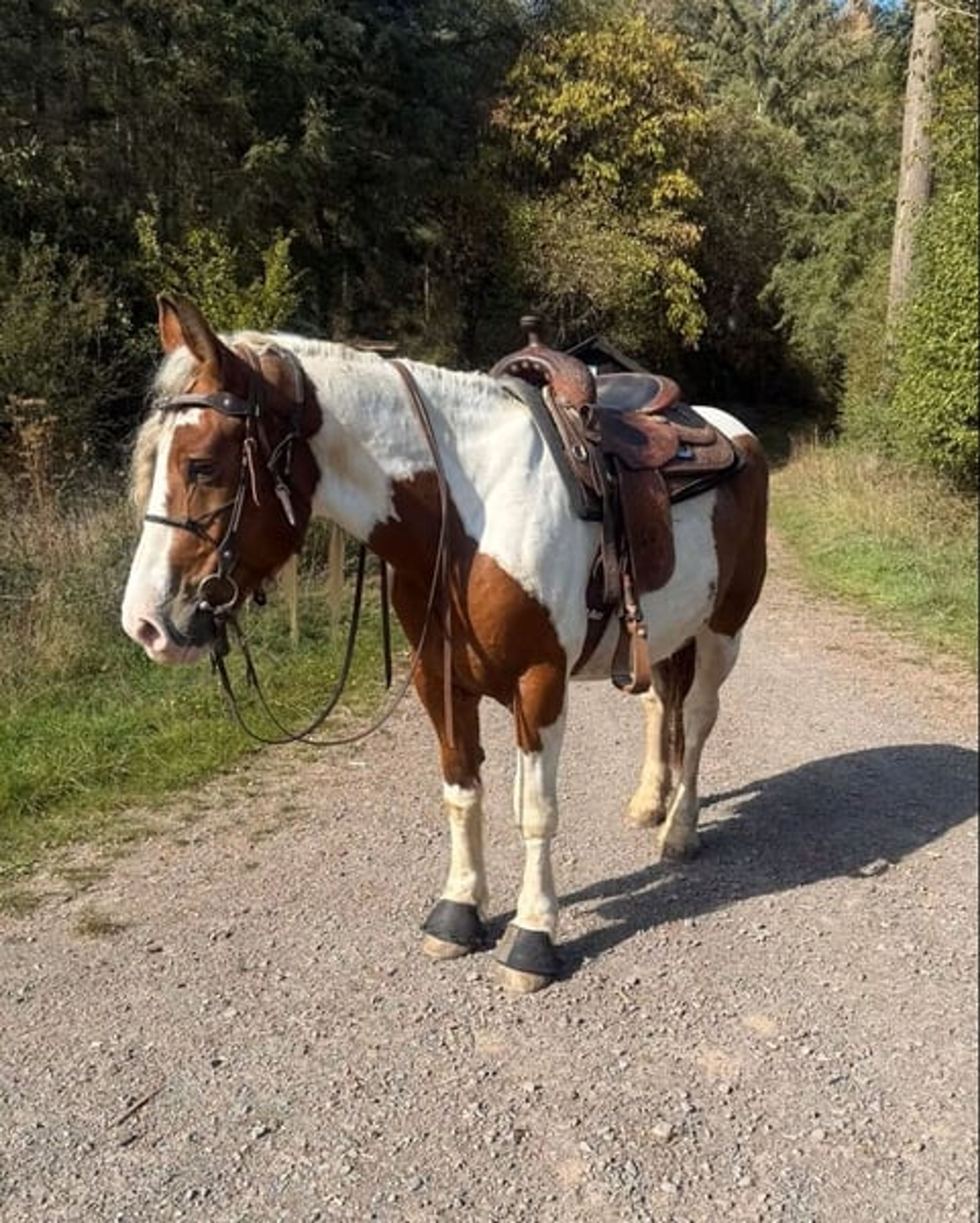 Excellent reliable leisure horse – a relaxed, versatile gelding - Image 2