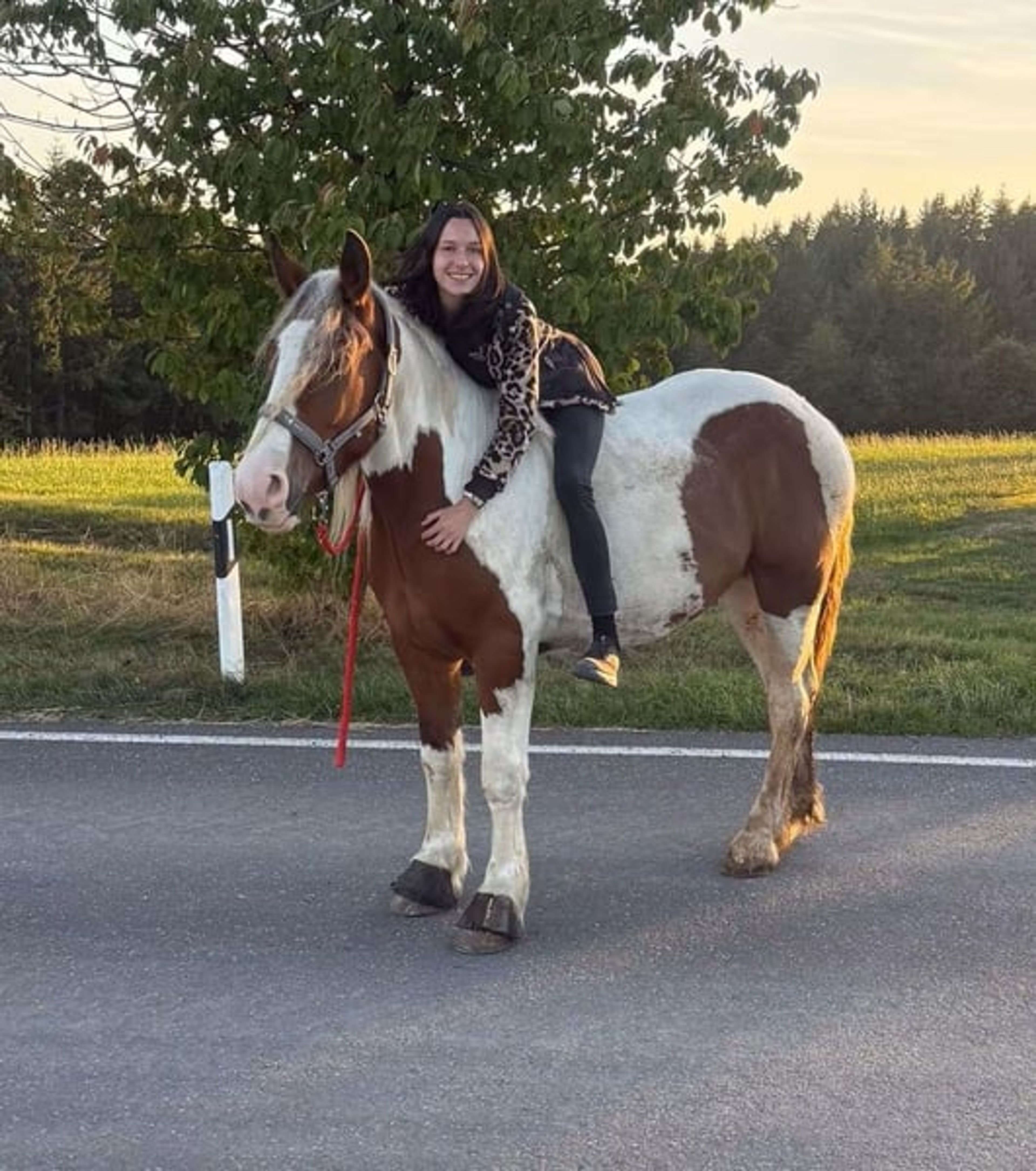 Excellent reliable leisure horse – a relaxed, versatile gelding - Image 3