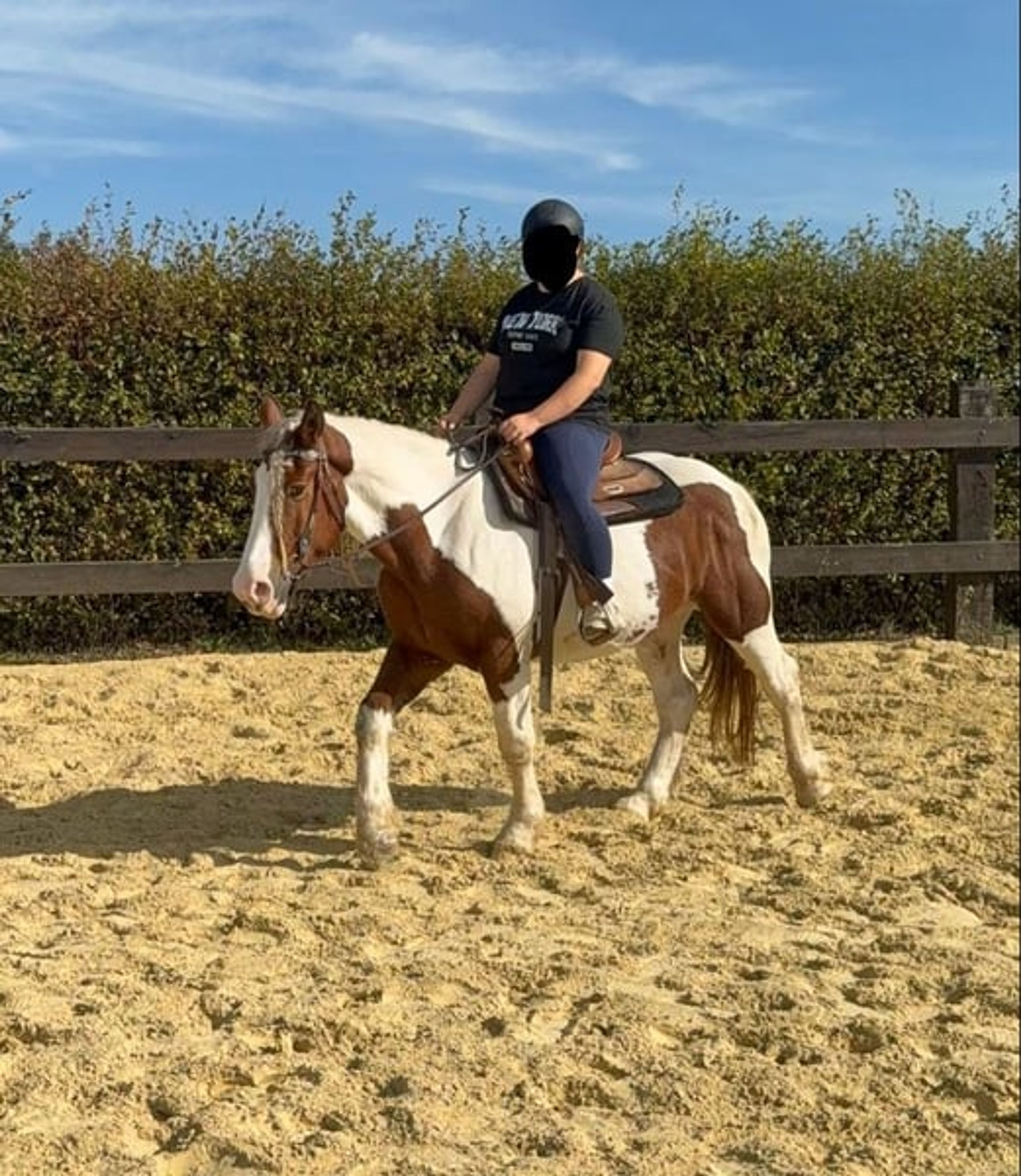 Excellent reliable leisure horse – a relaxed, versatile gelding - Image 5