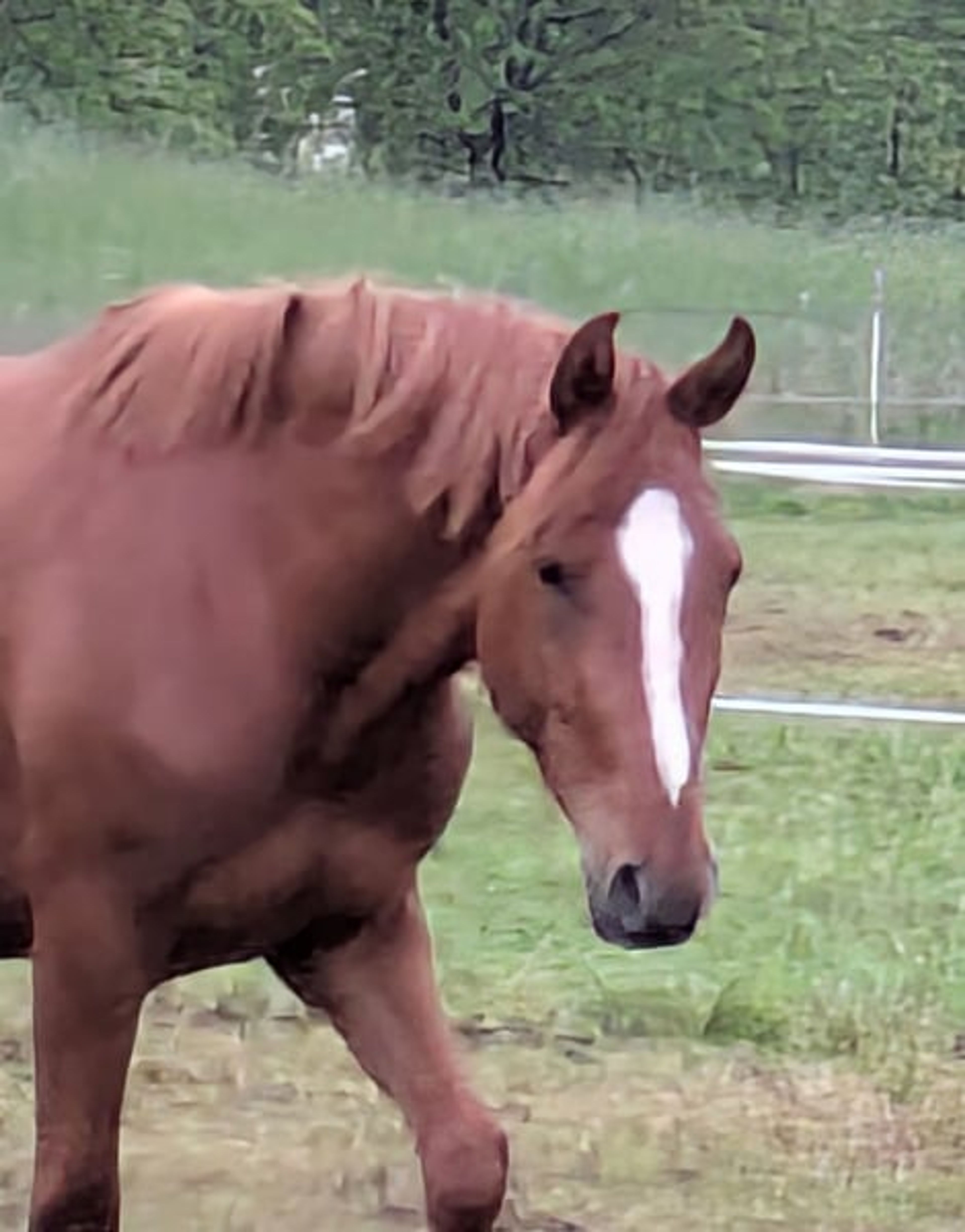 Authentic riding pony - Image 1