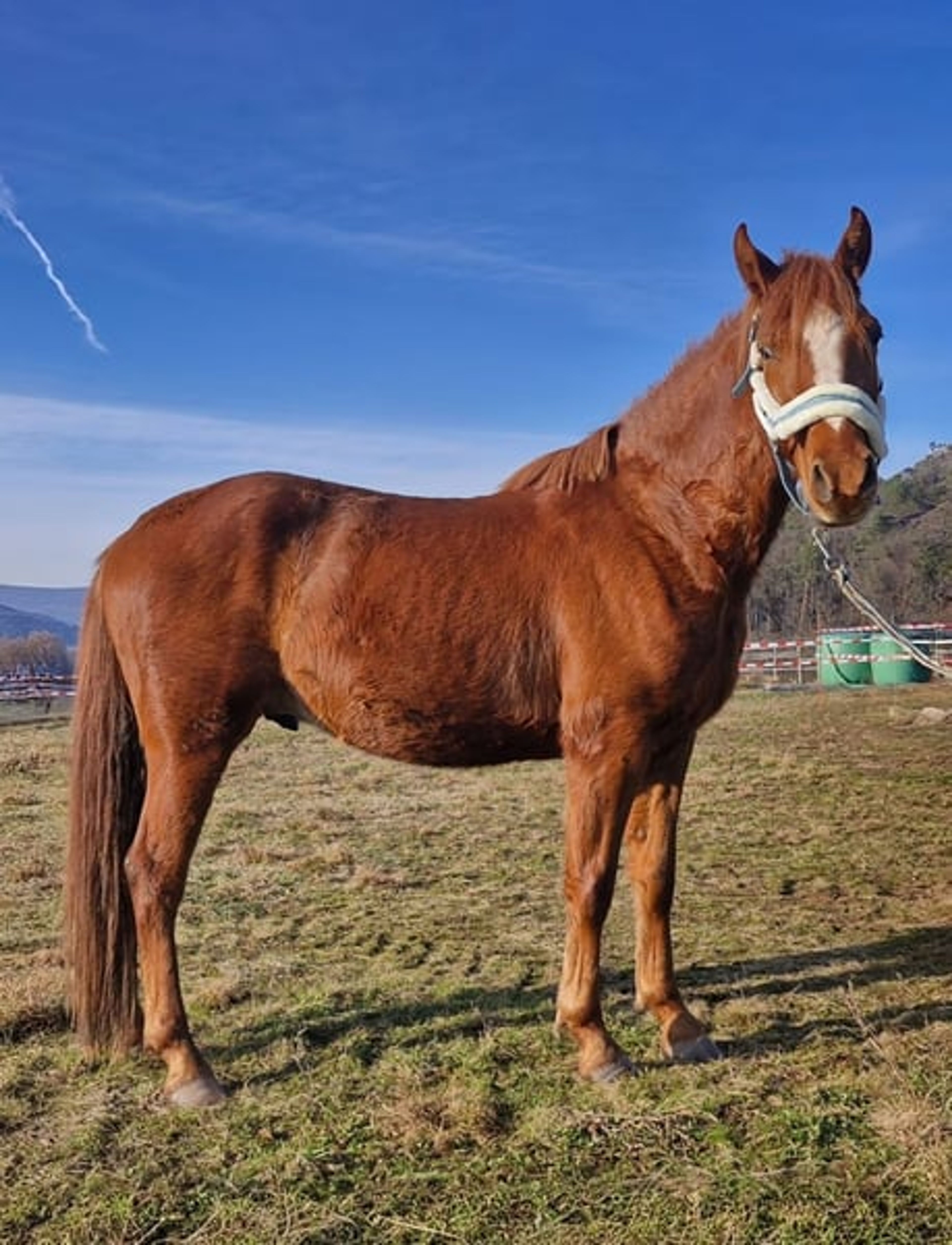 Authentic riding pony - Image 3