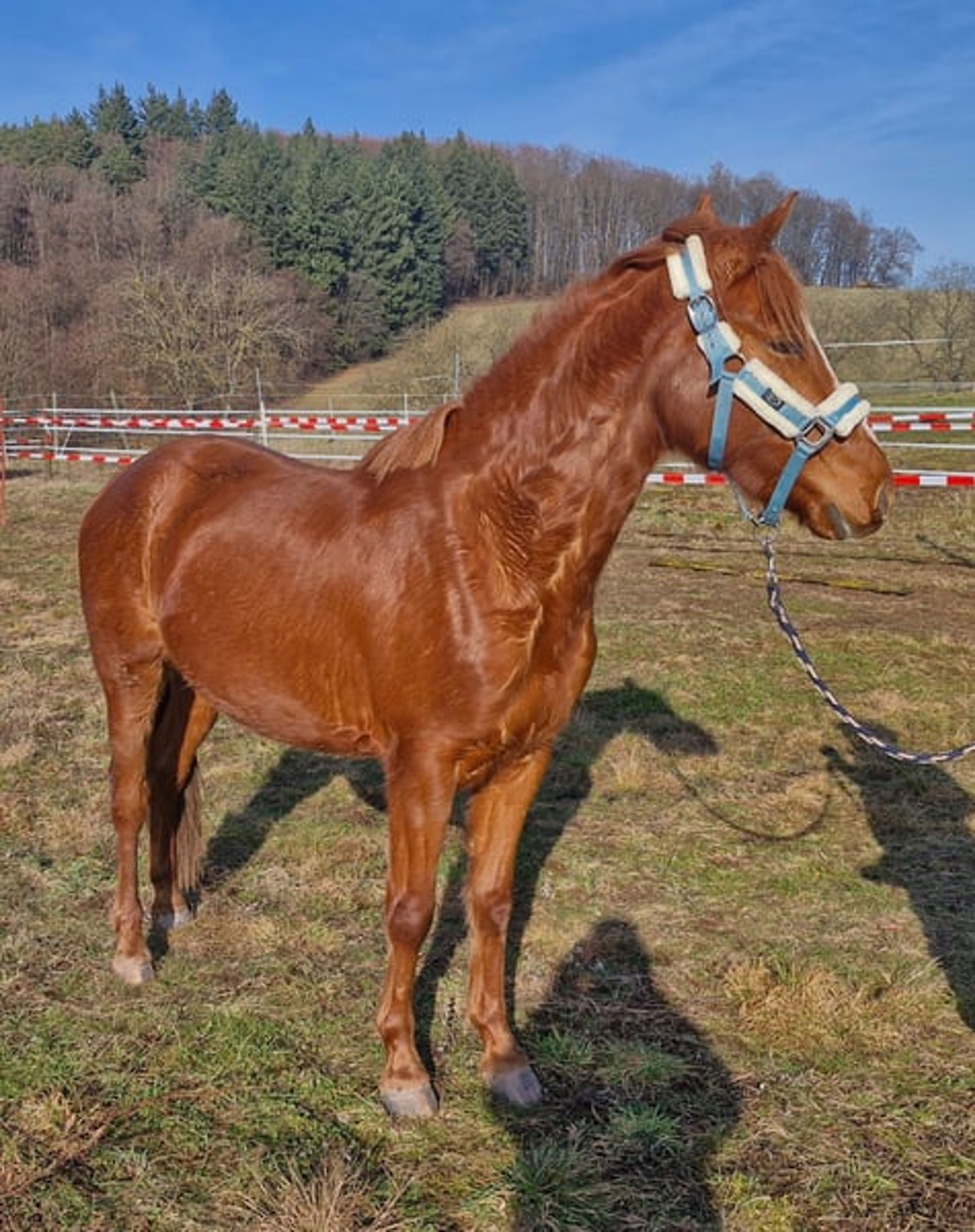 Authentic riding pony - Image 4