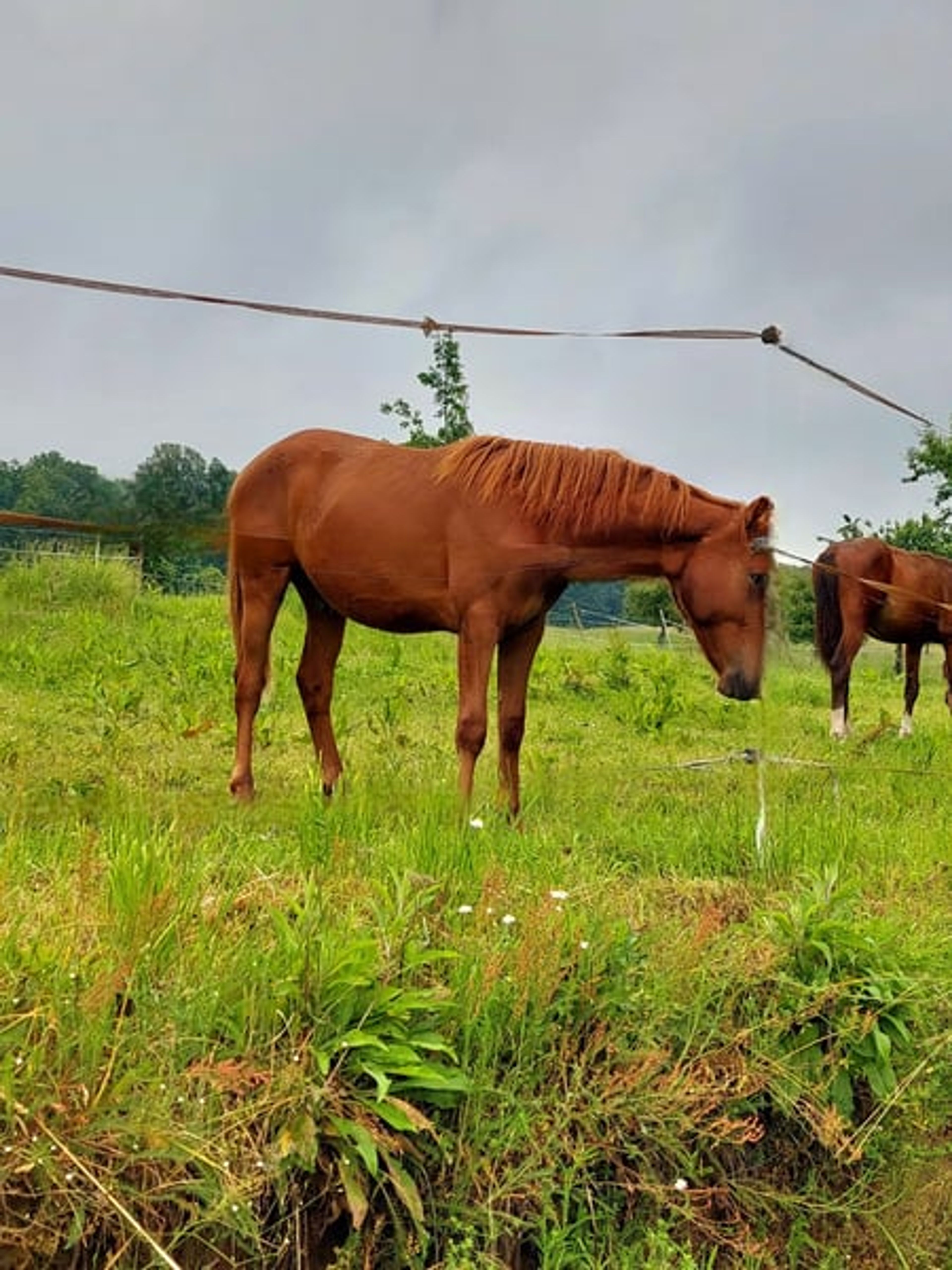 Authentic riding pony - Image 6