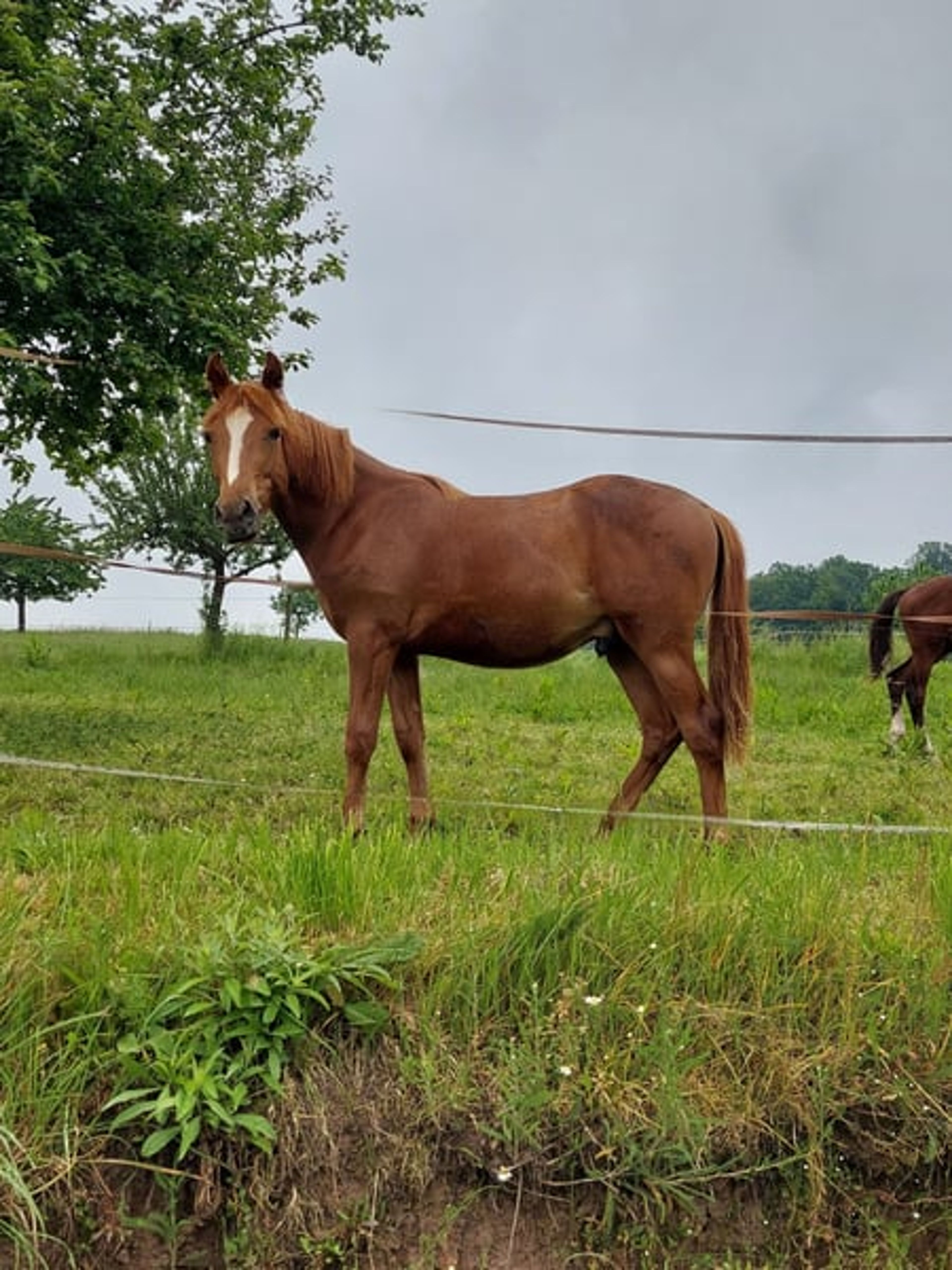 Authentic riding pony - Image 8