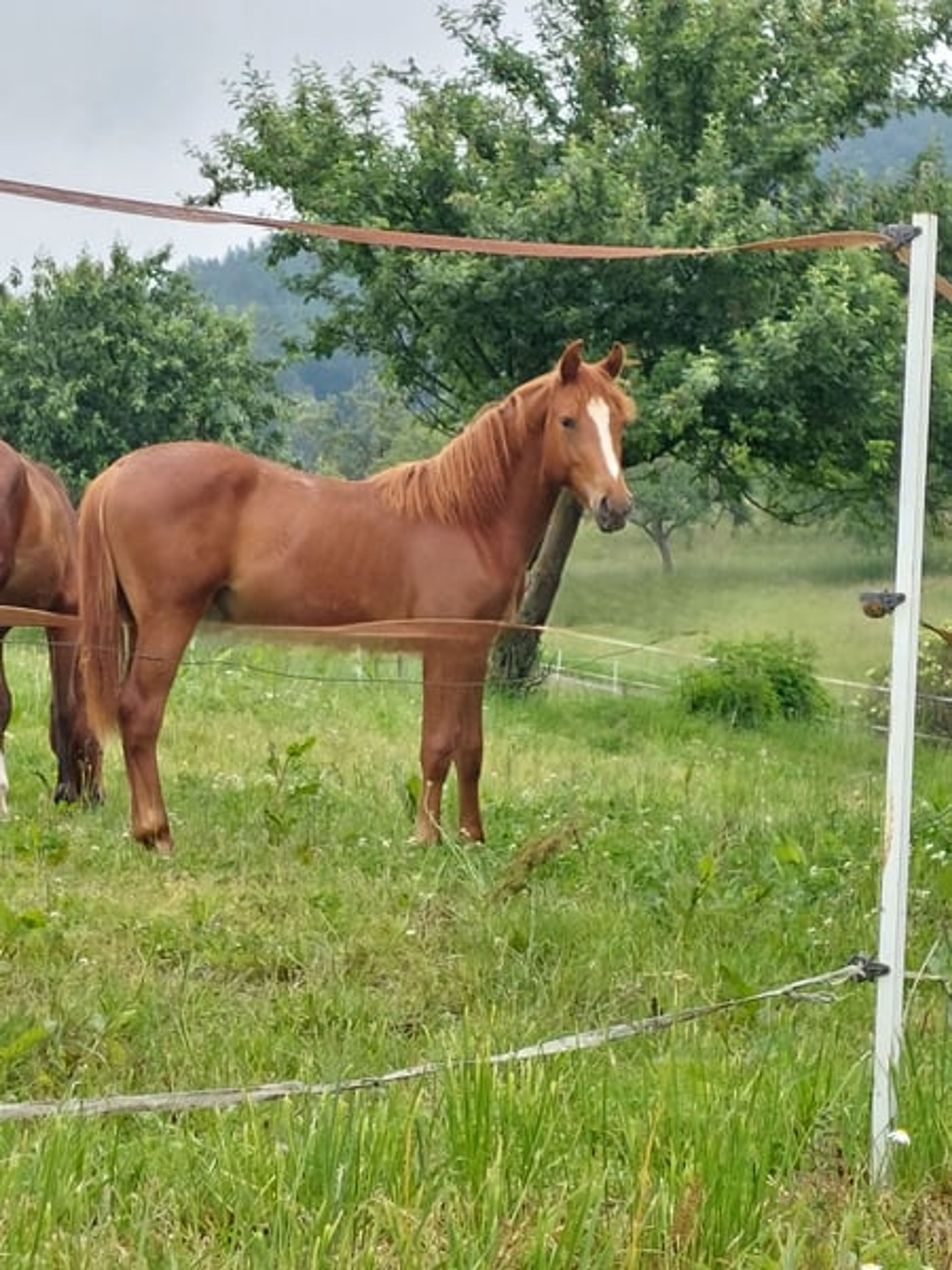Authentic riding pony - Image 9