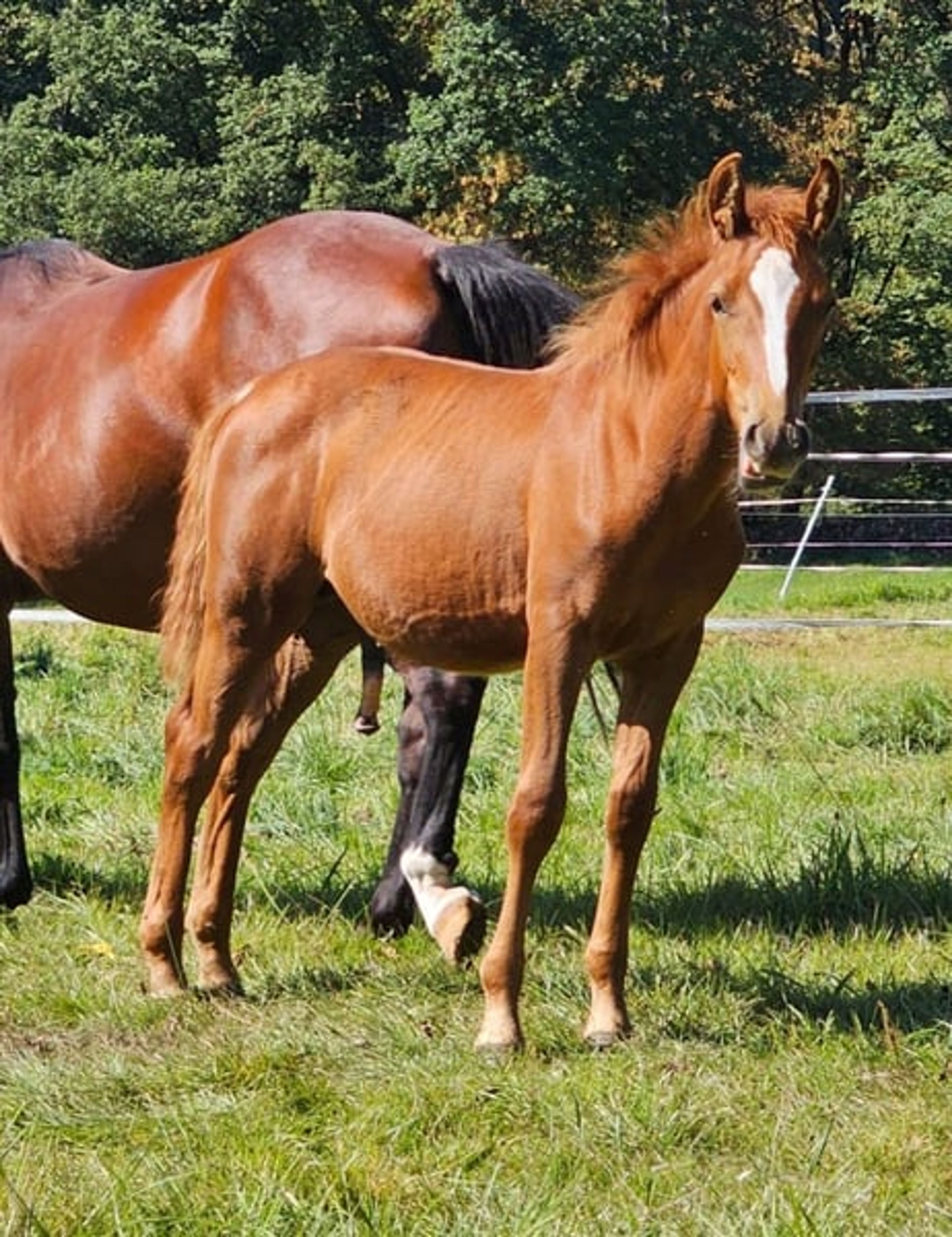 Authentic riding pony - Image 10