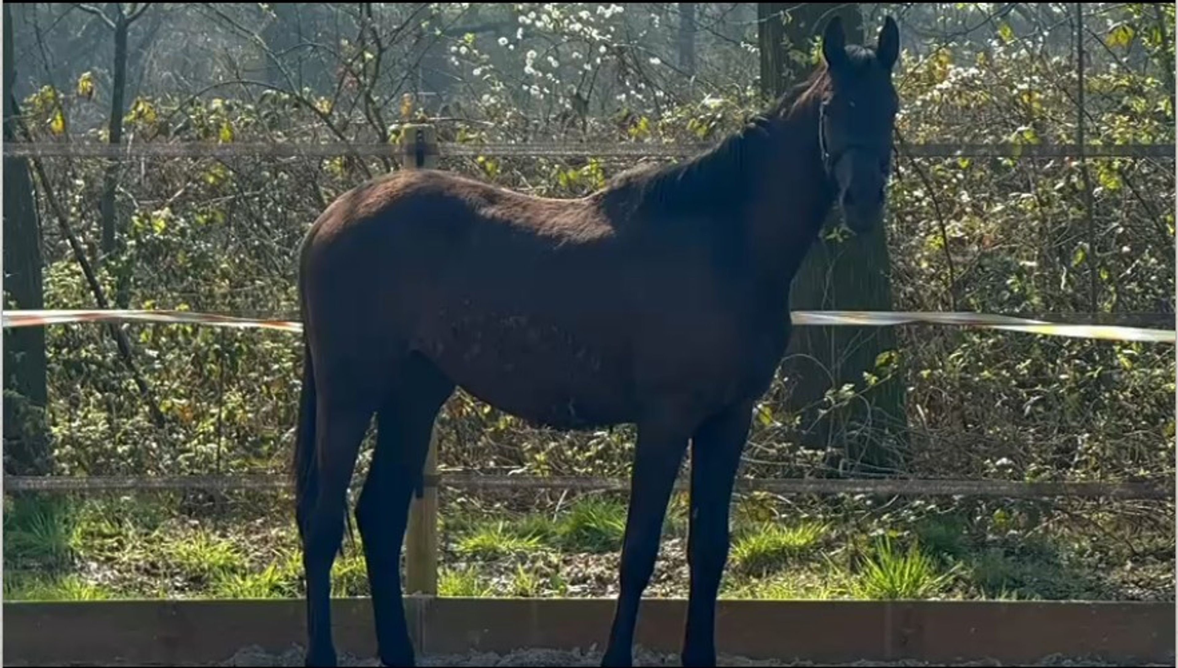 Uretto van Lange Weeren ☆ (ONE MILLION x MILFORD VDL) - Image 2