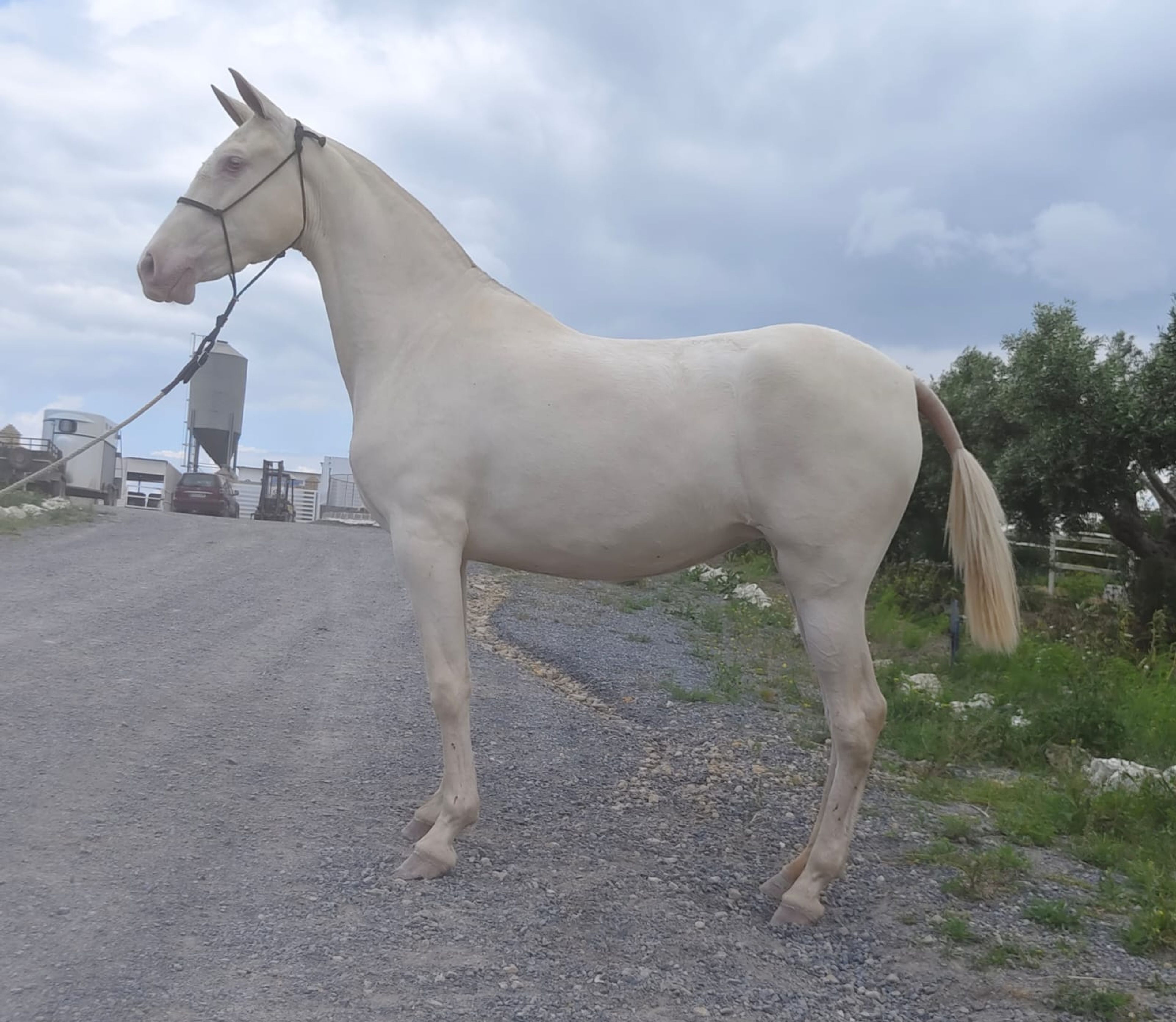 ITALICA IB - Image 1