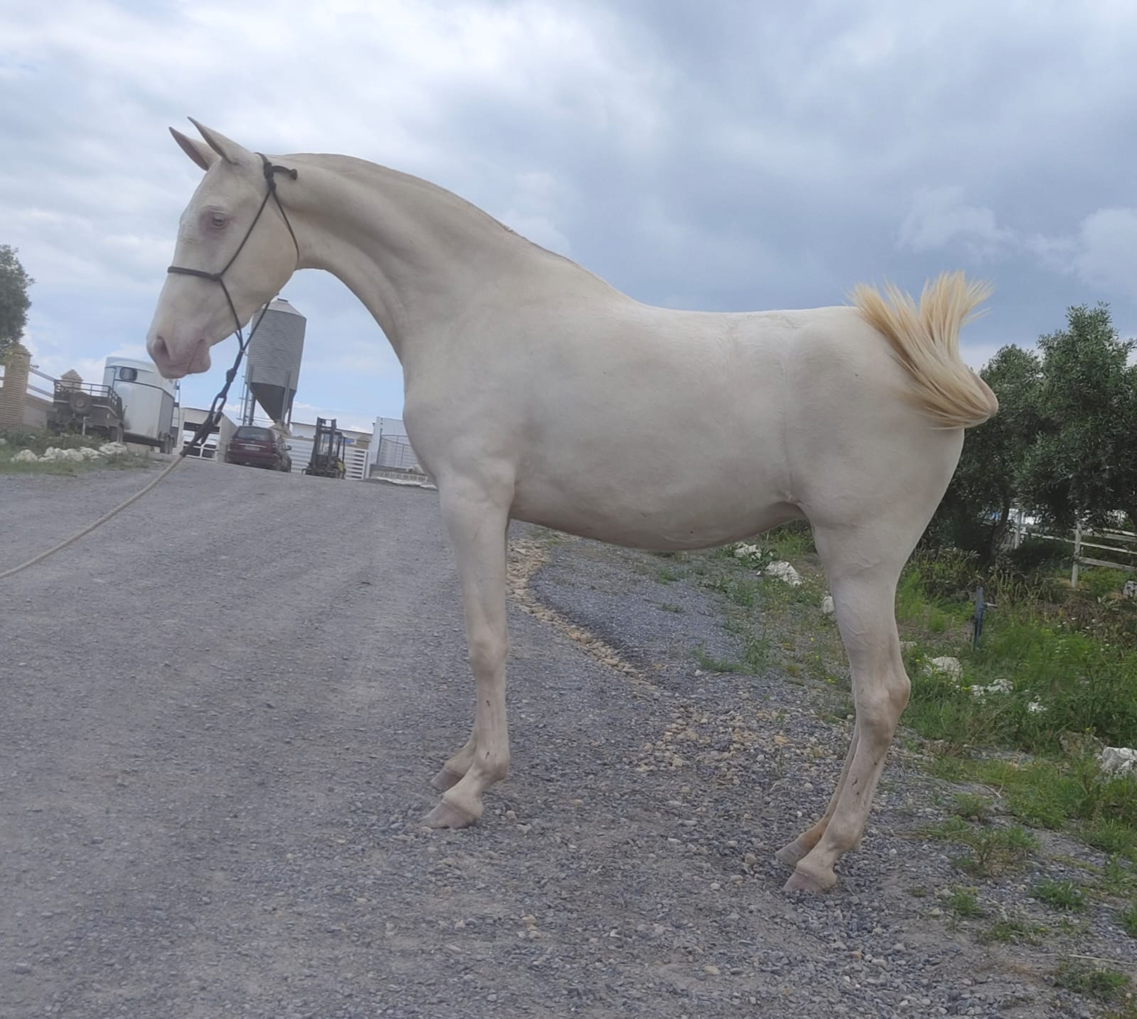 ITALICA IB - Image 2