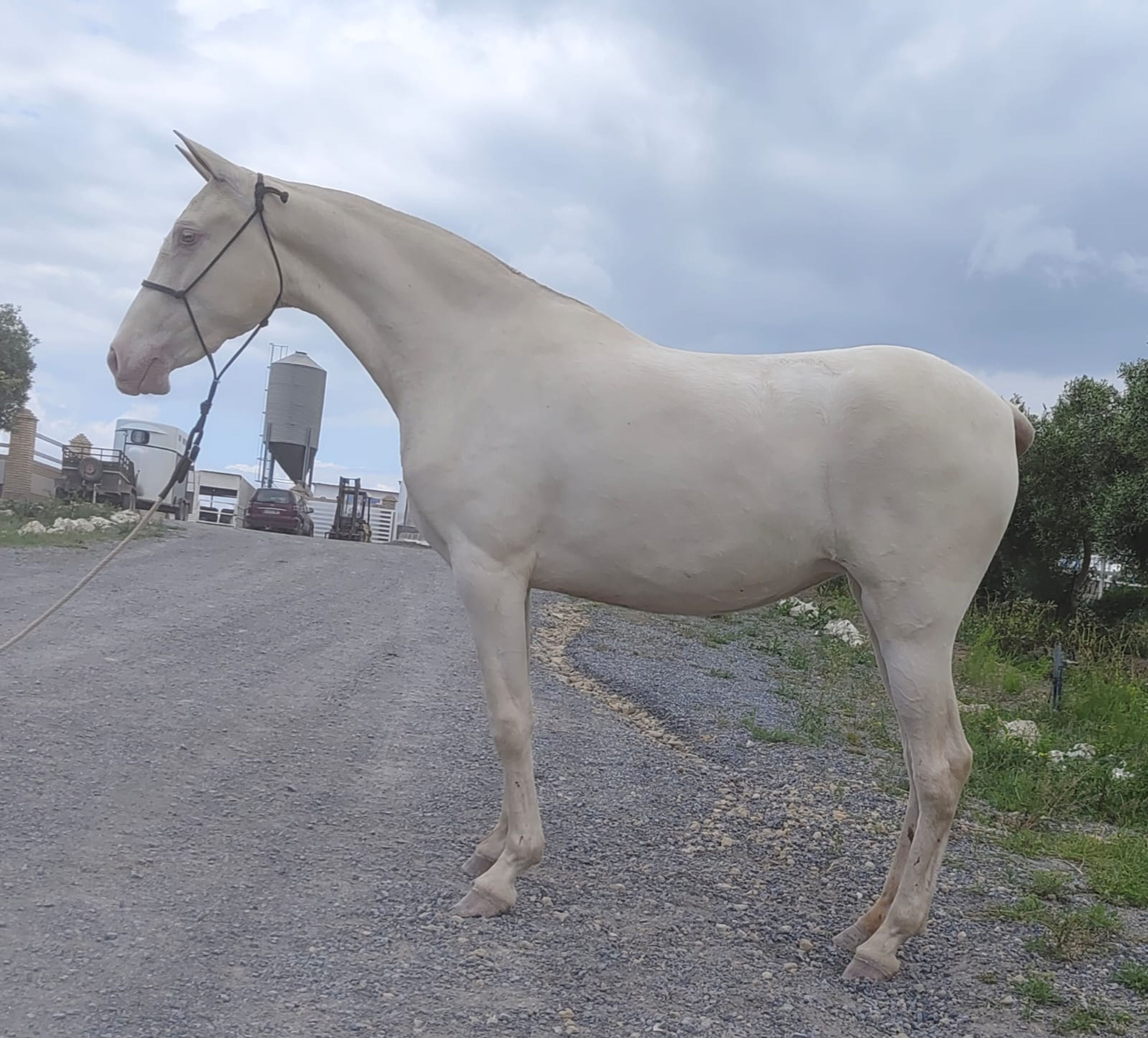 ITALICA IB - Image 3