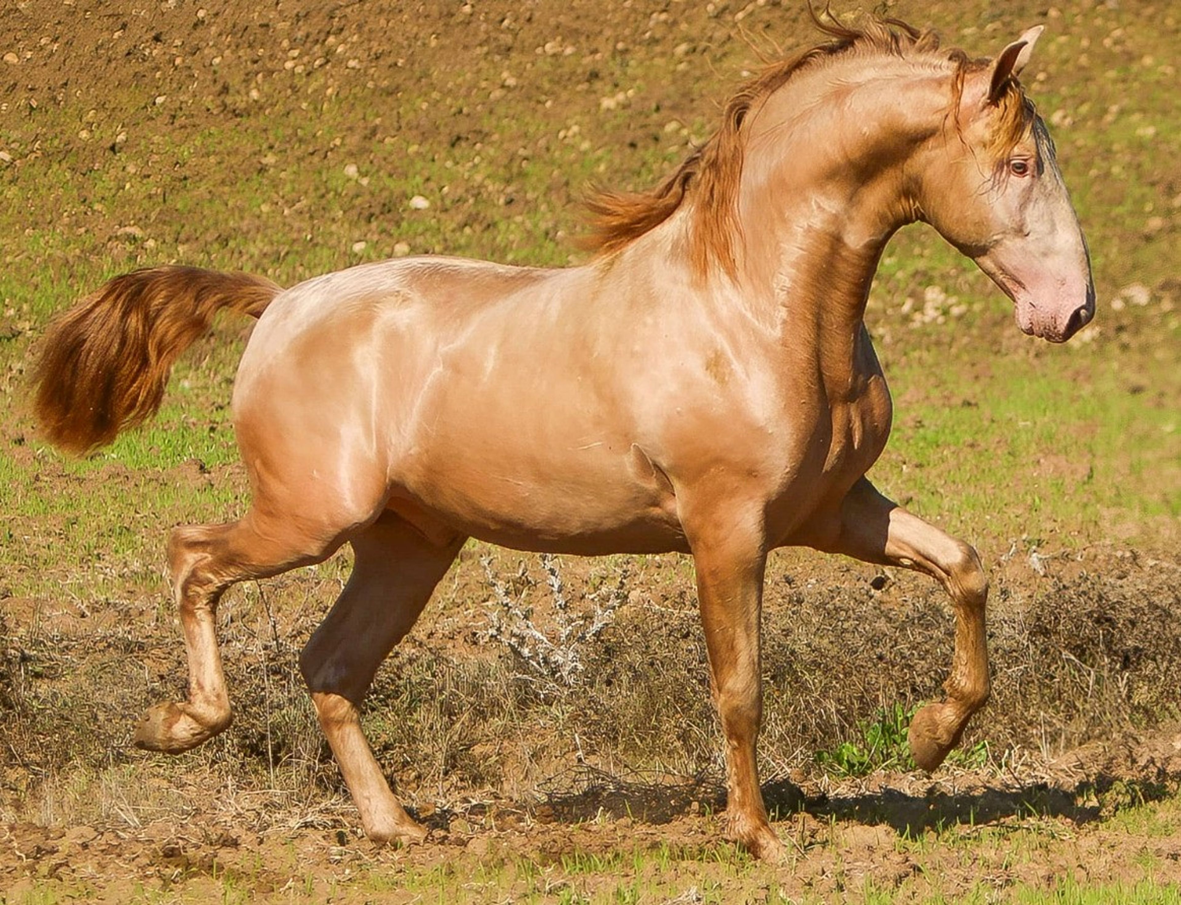 ITALICA IB - Image 5