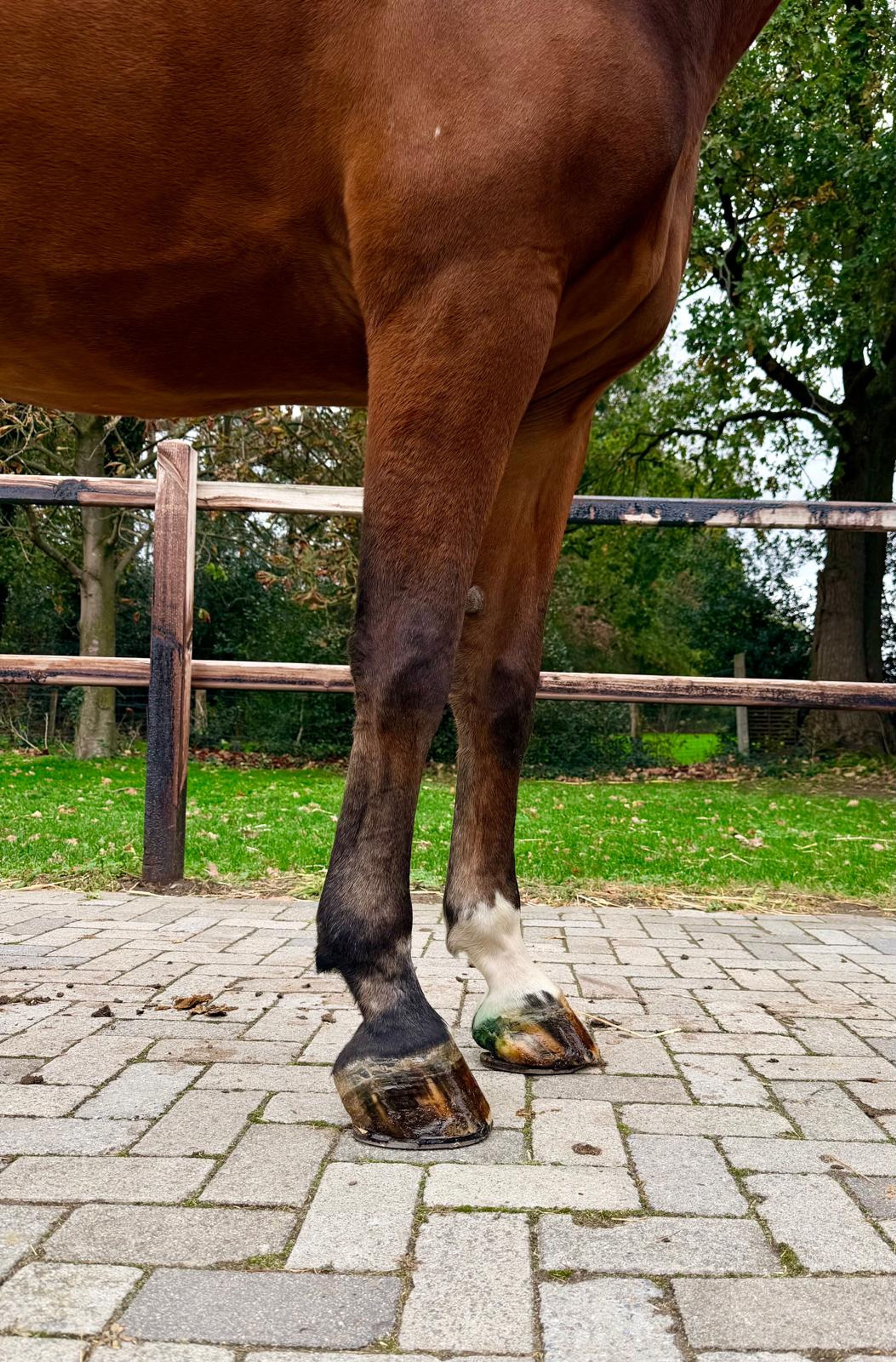 Jivaro Imperio Egipcio ☆ (ECHO VAN'T SPIEVELD x DARCO) - Image 8