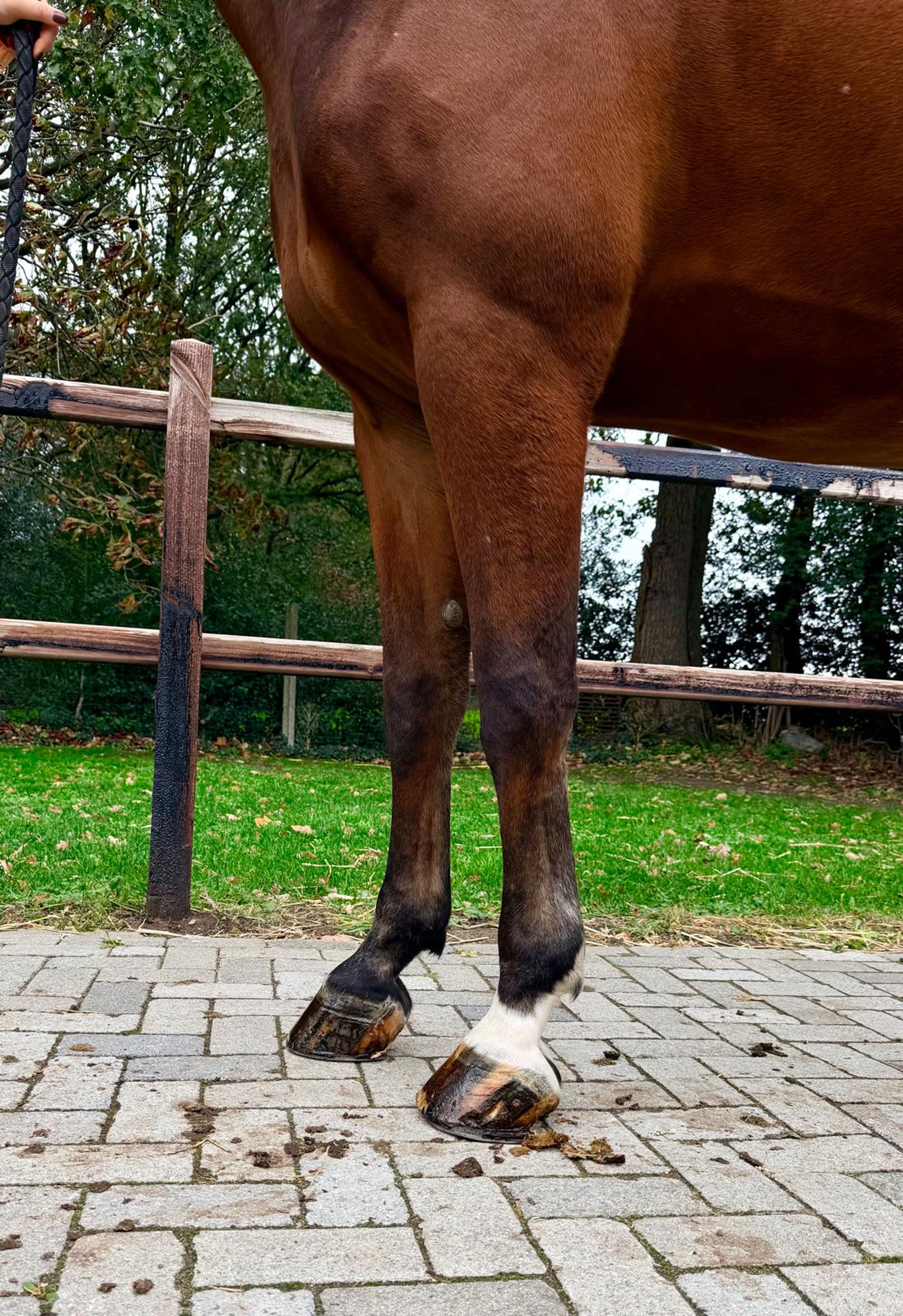 Jivaro Imperio Egipcio ☆ (ECHO VAN'T SPIEVELD x DARCO) - Image 9