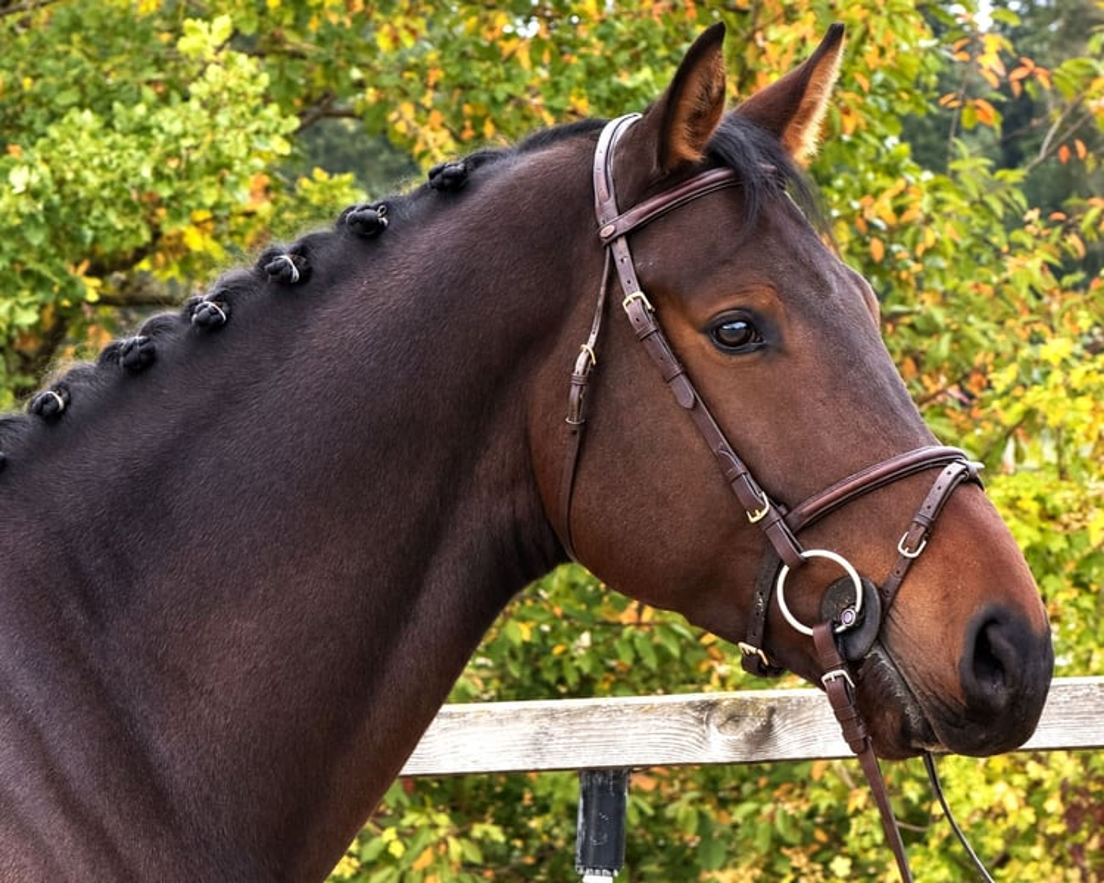 Beautiful all-rounder, 5 years old - Image 1