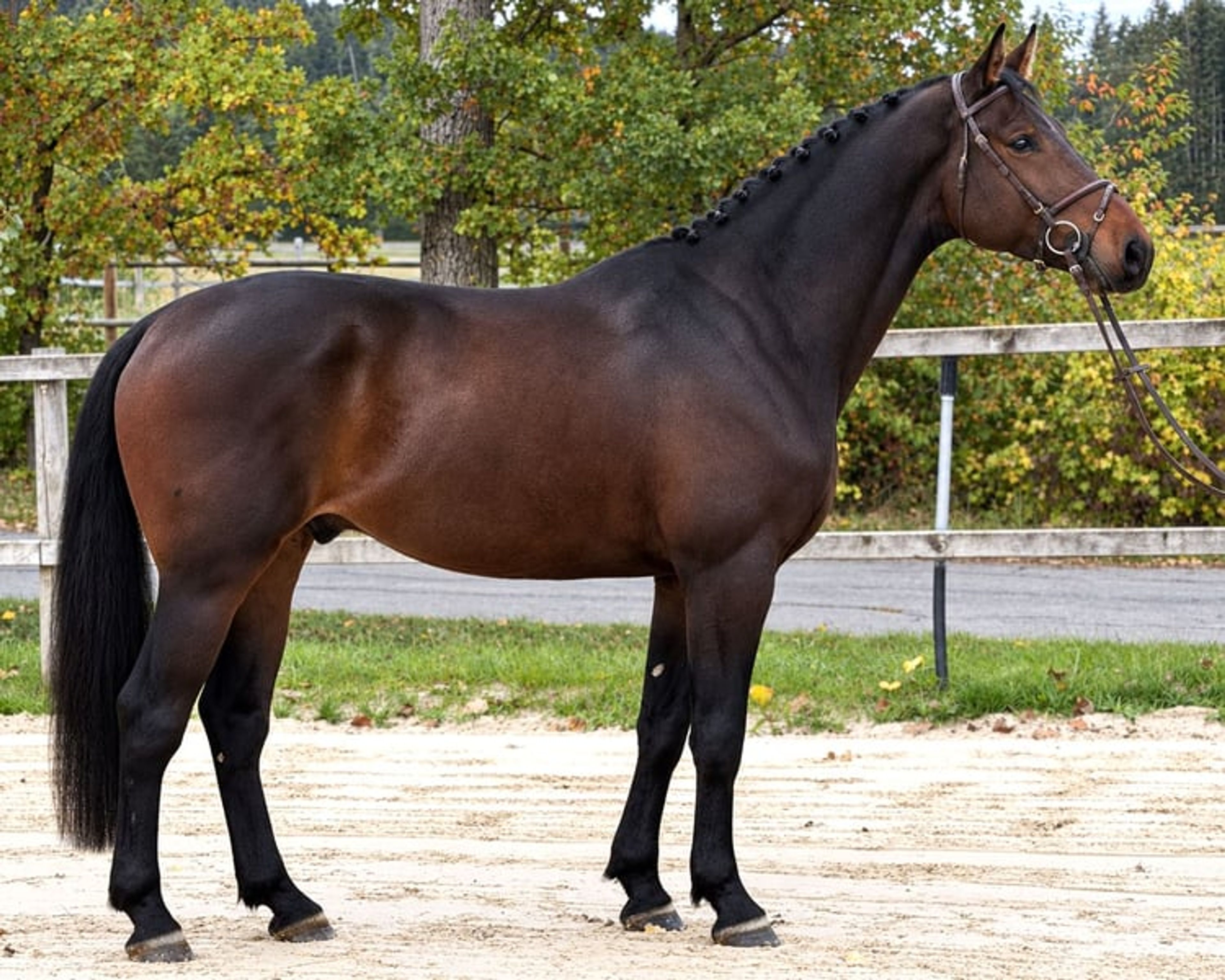 Beautiful all-rounder, 5 years old - Image 2
