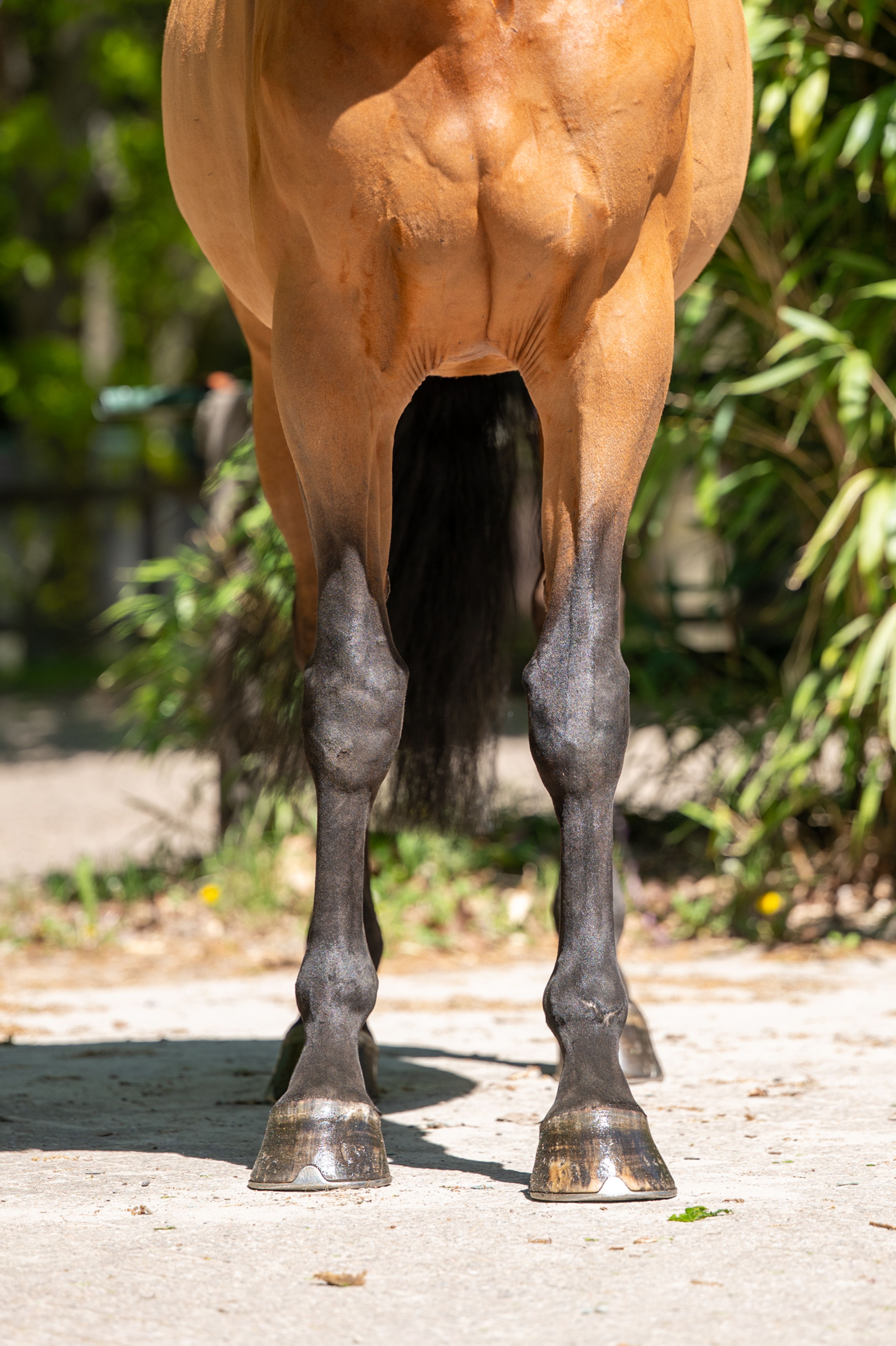 E.Domitilla (E.R.P. x MR. BLUE) - Image 10
