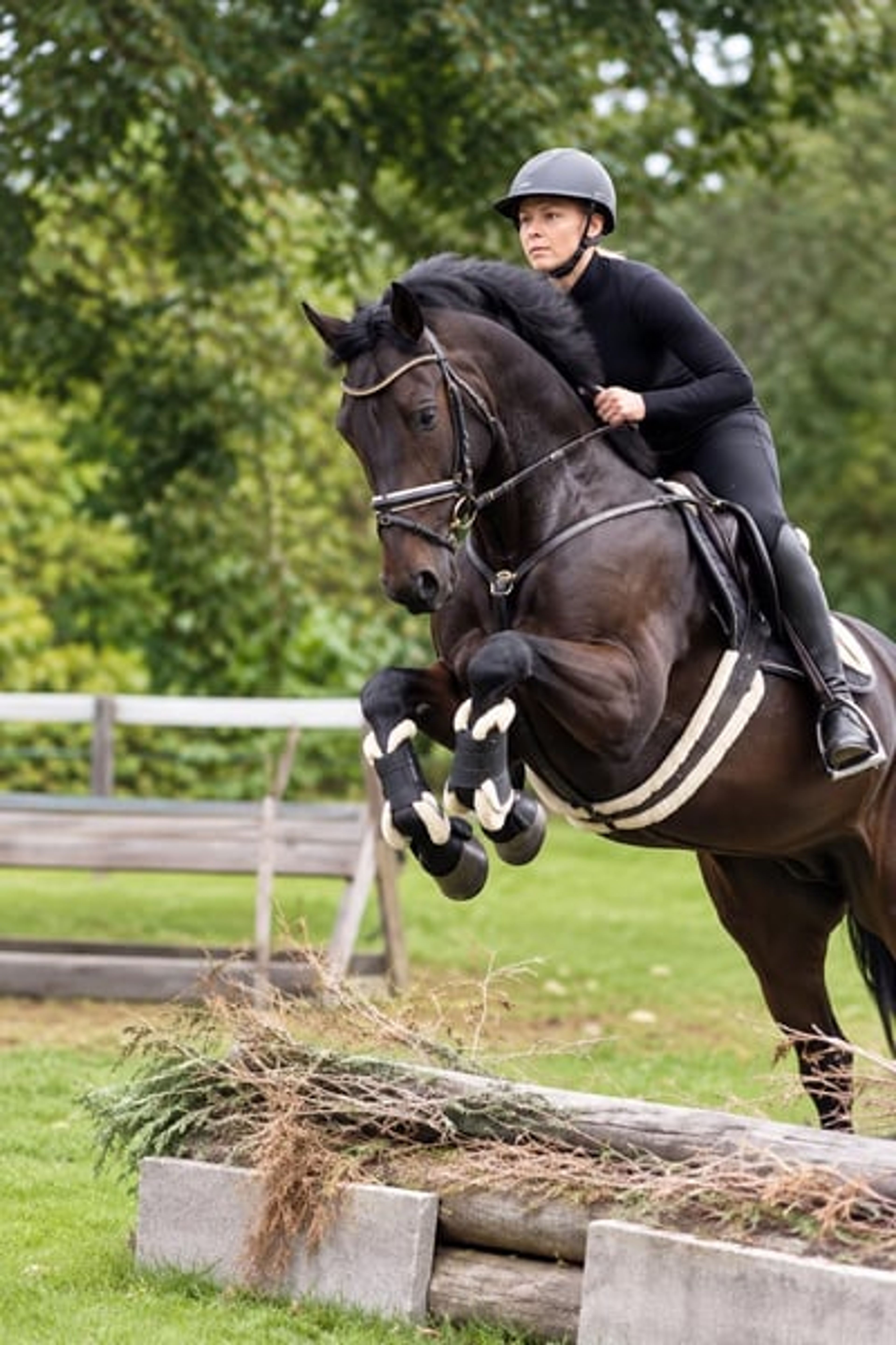 Versatile young horse
