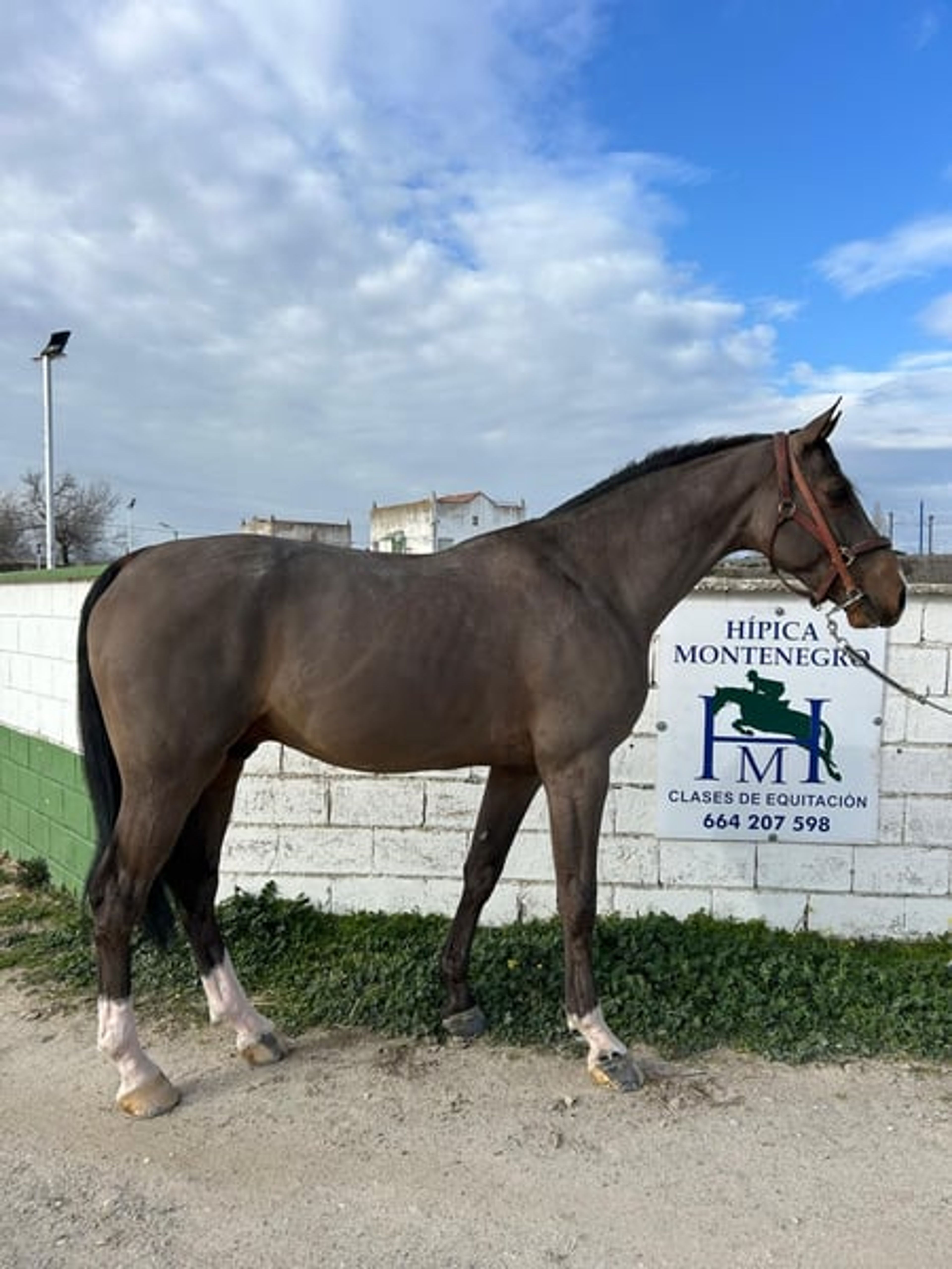 Five-year-old unbroken horse with great potential.