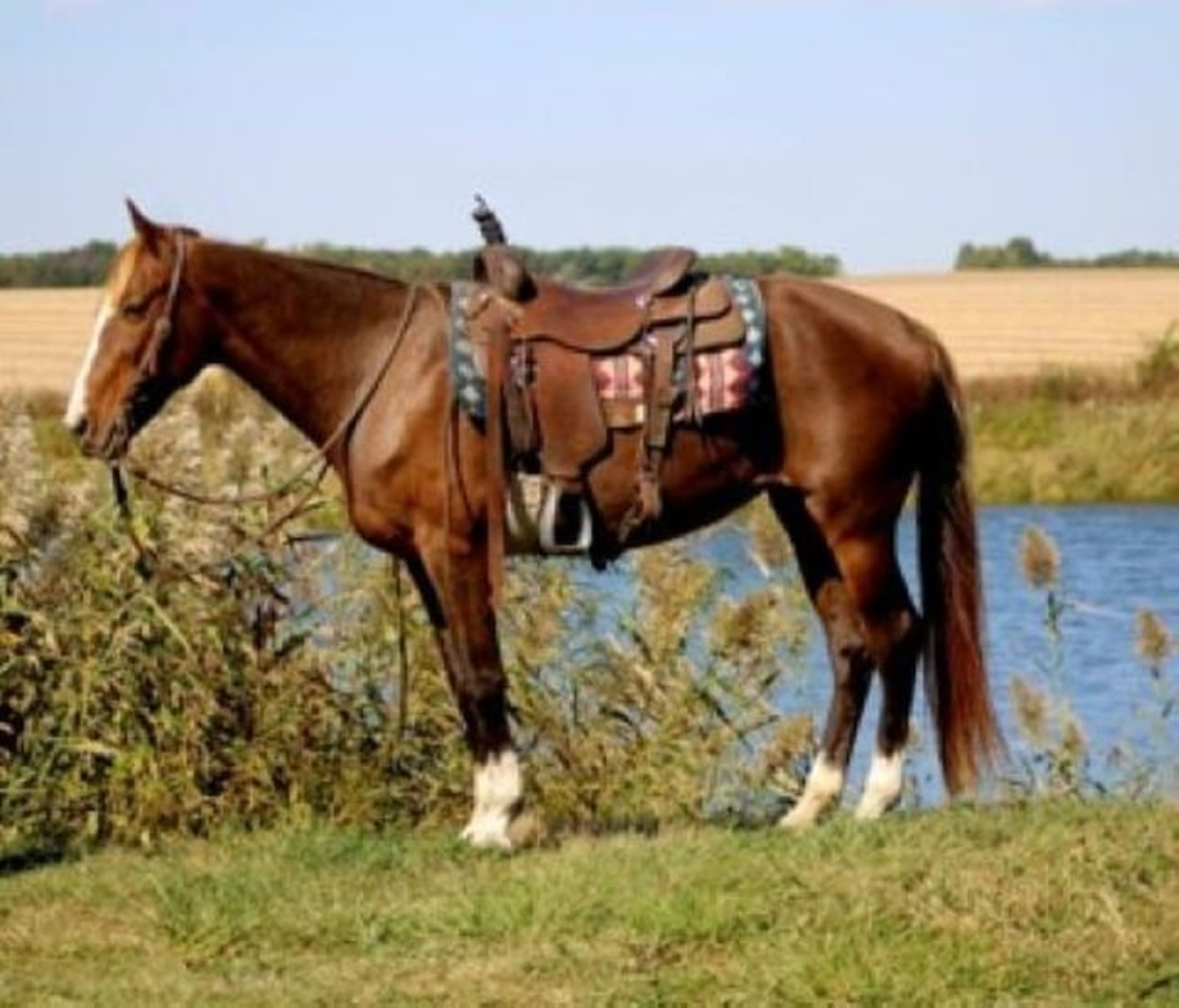 Jolleen 🐴 SAFE, SEASONED, AND READY FOR YOUR NEXT ADVENTURE! 🐴