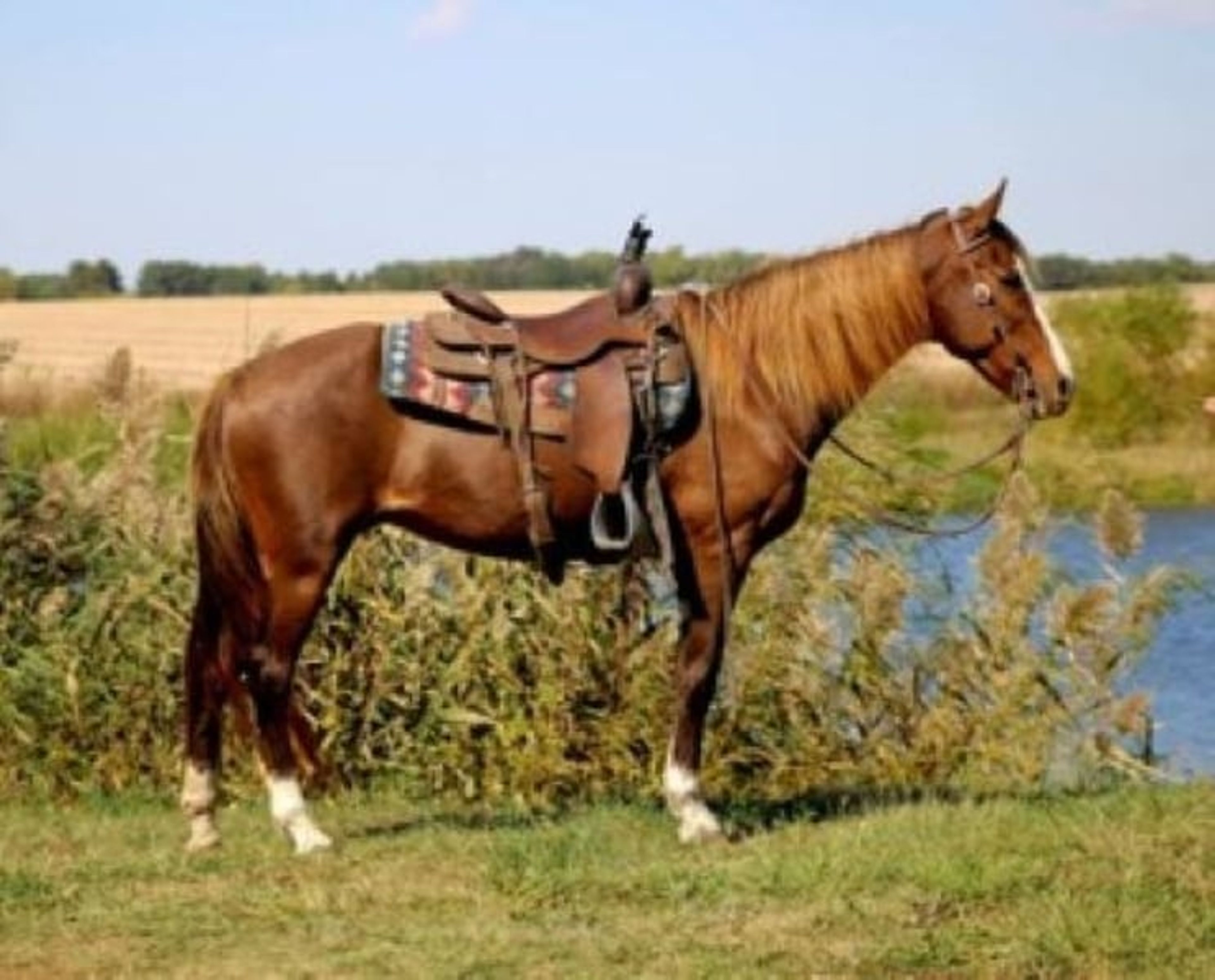 Jolleen 🐴 SAFE, SEASONED, AND READY FOR YOUR NEXT ADVENTURE! 🐴 - Image 2
