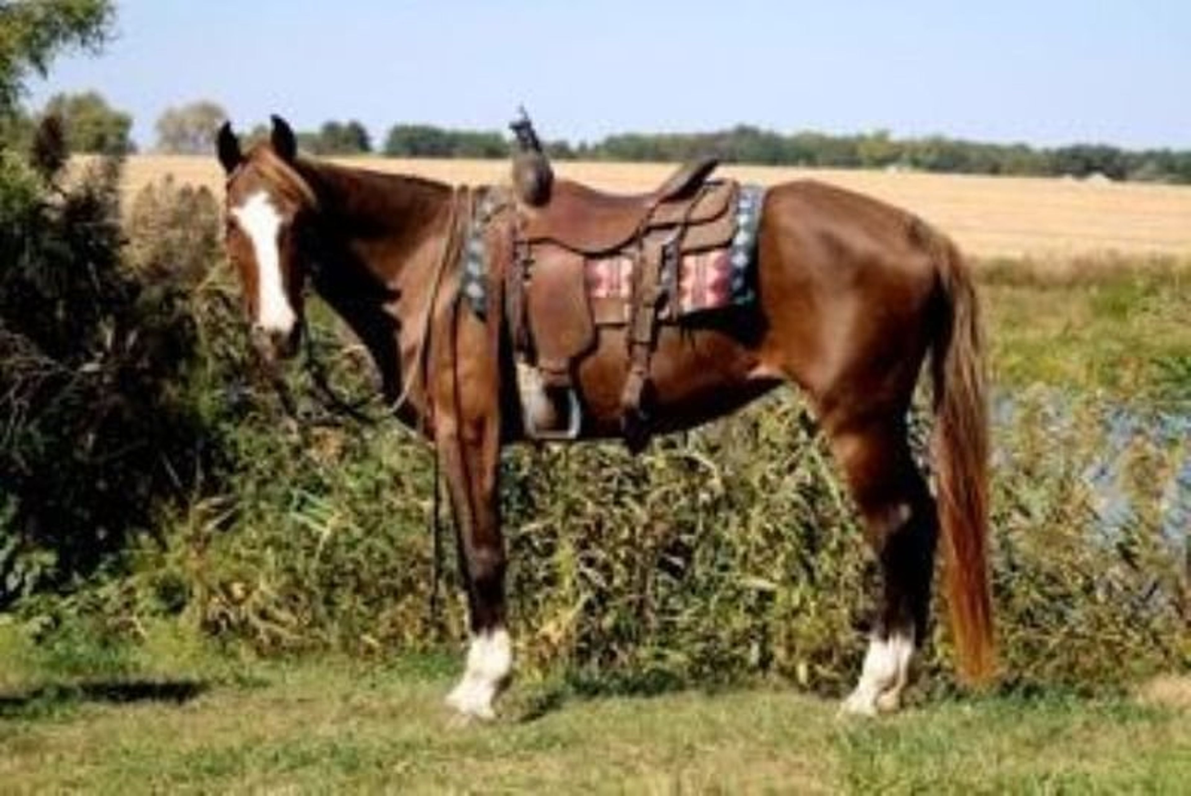 Jolleen 🐴 SAFE, SEASONED, AND READY FOR YOUR NEXT ADVENTURE! 🐴 - Image 3